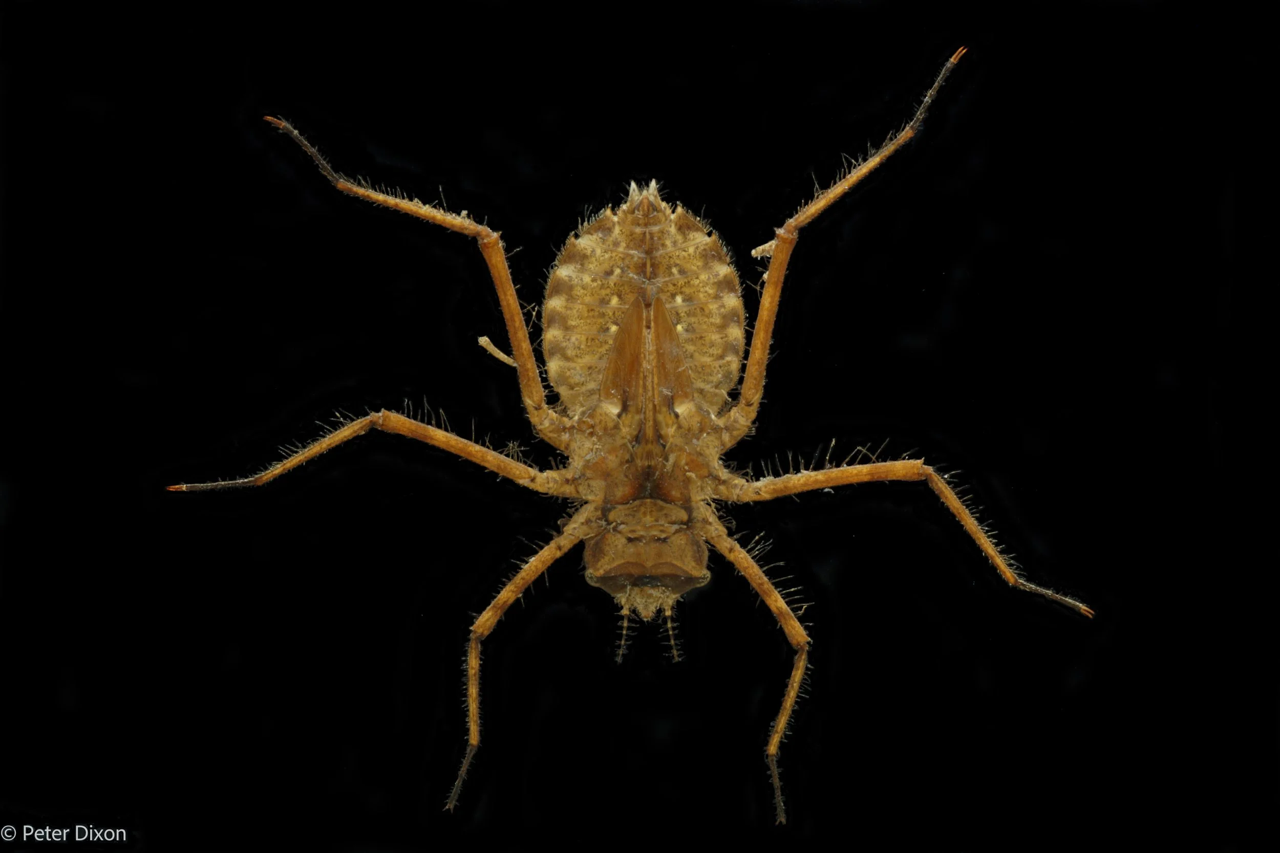 Macromia margarita nymph