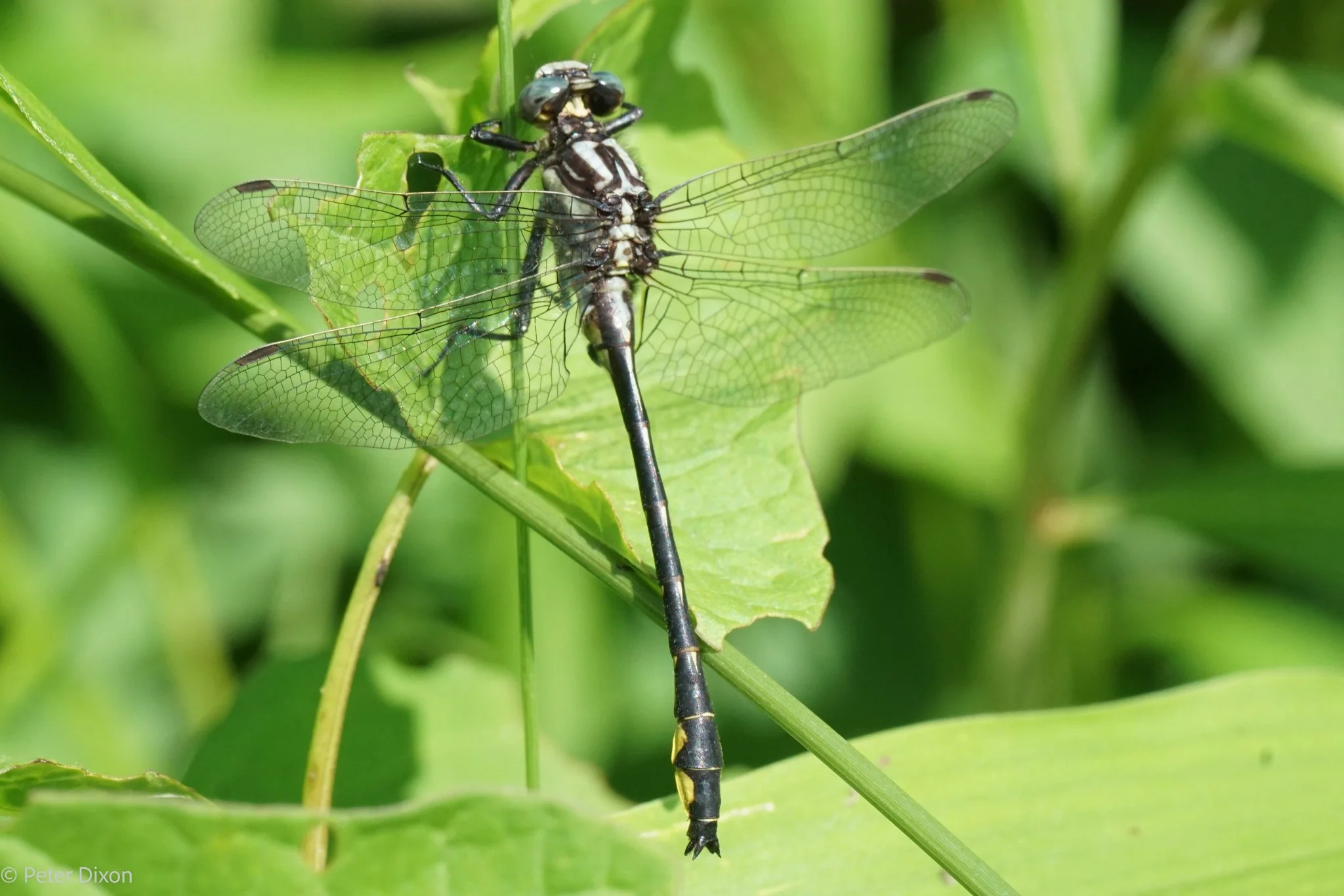 Rapids Clubtail