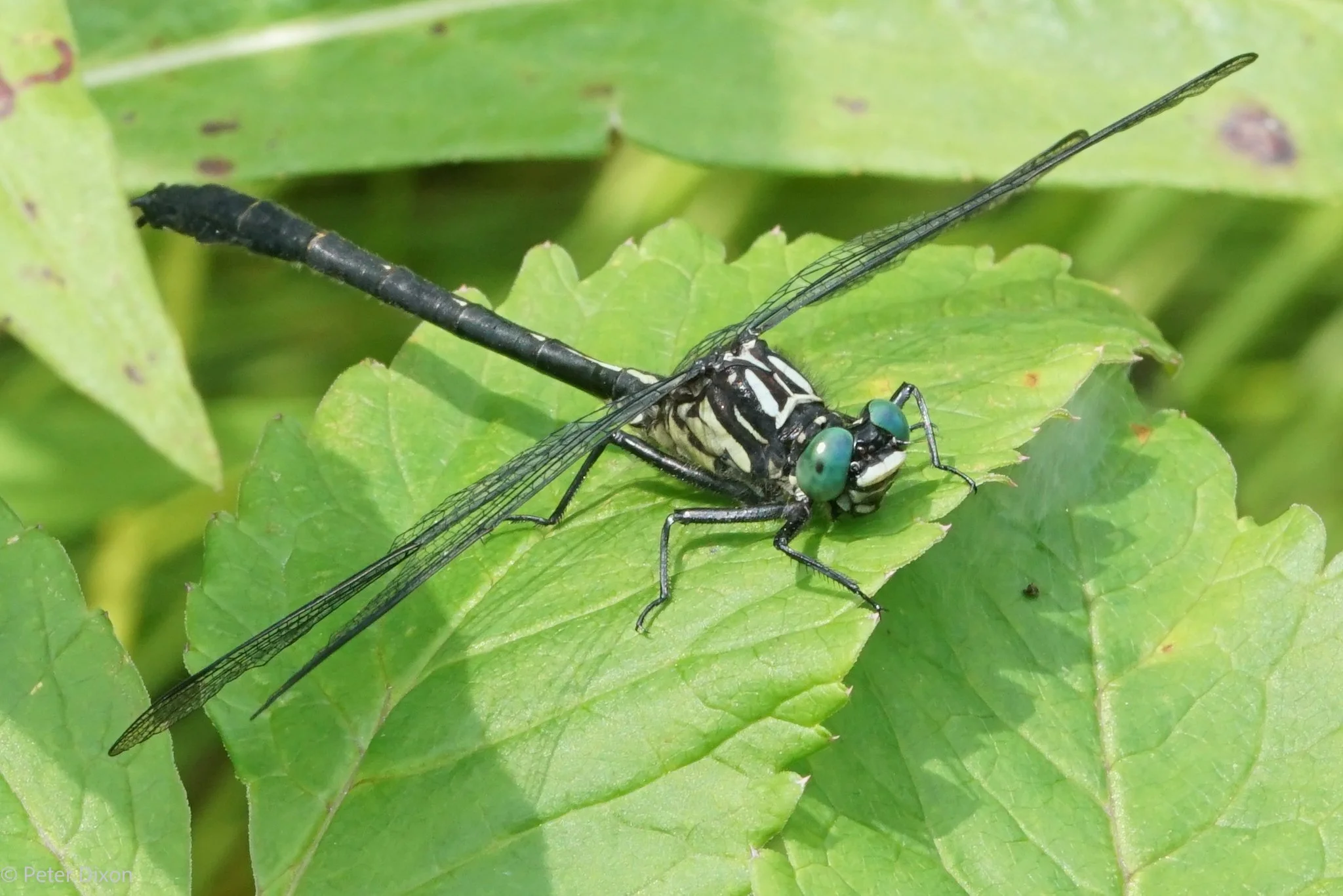 Sable Clubtail