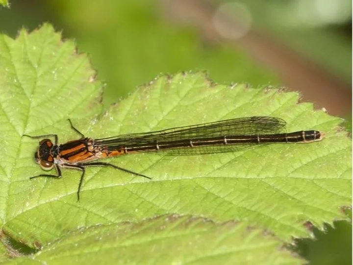 Species of the Month — Dragonfly Society of the Americas