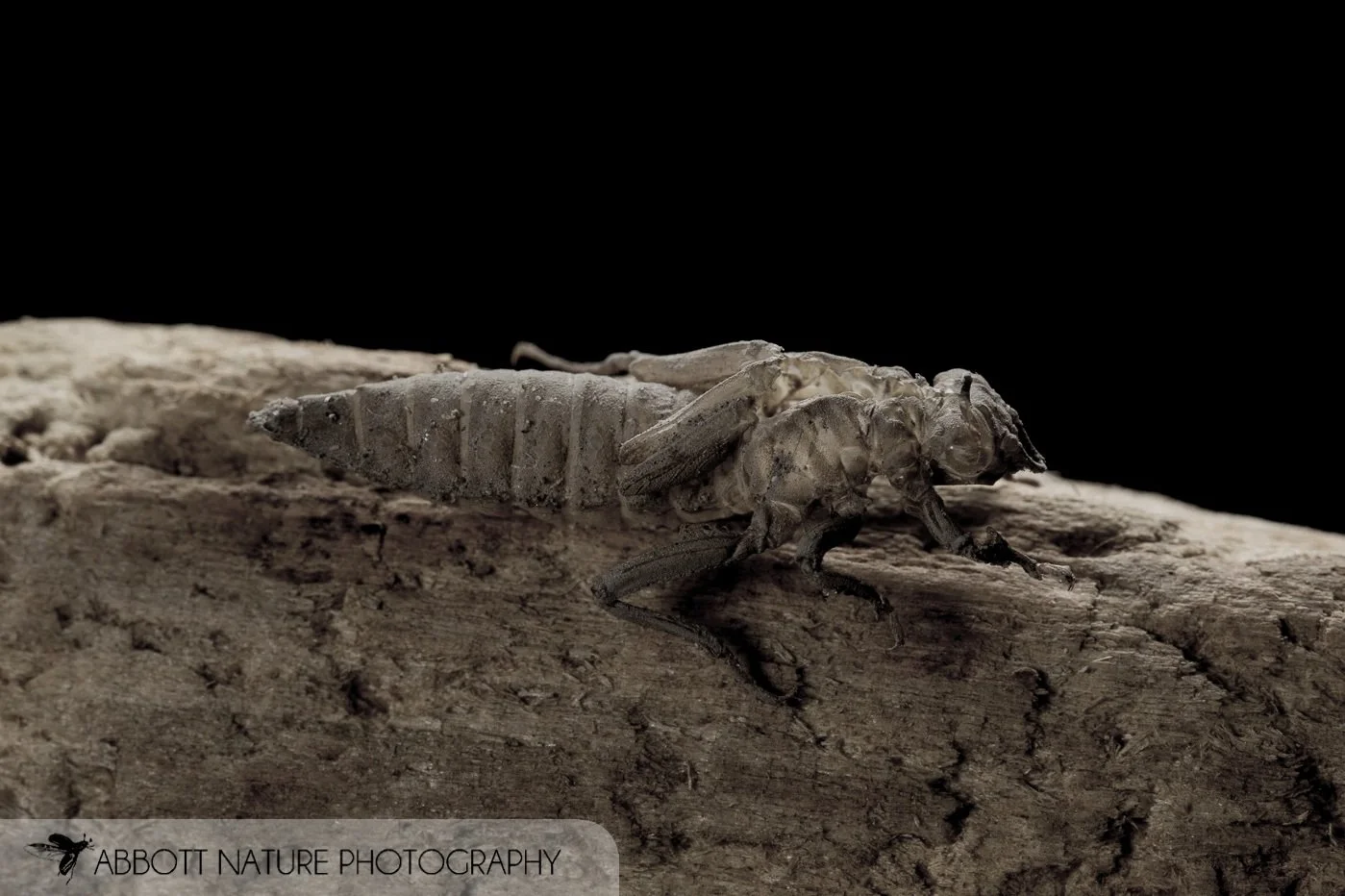 Taumalipan Clubtail (Gomphurus gonzalezi) 20130314_9844.jpg