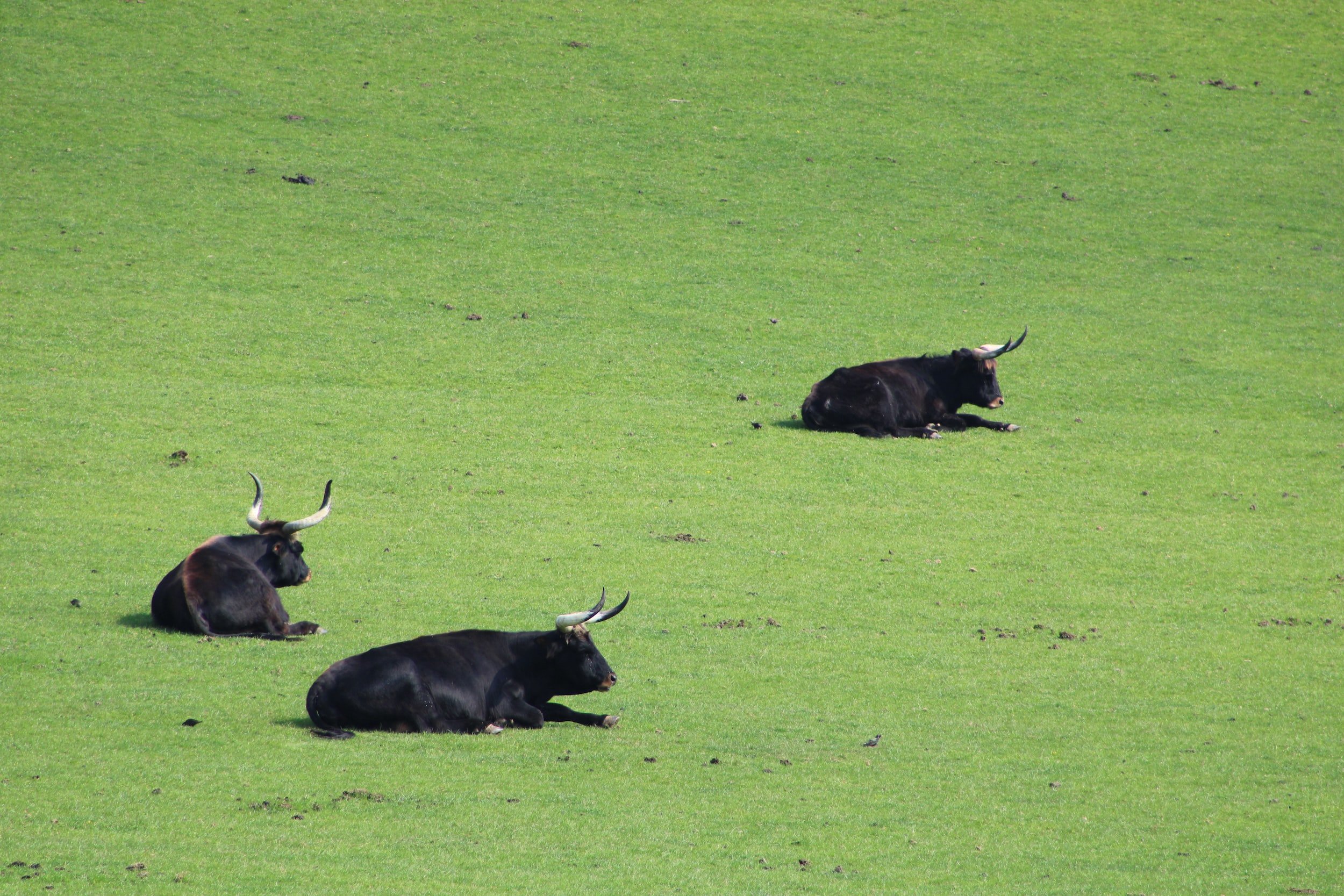 the sun moves into Taurus on April 20th