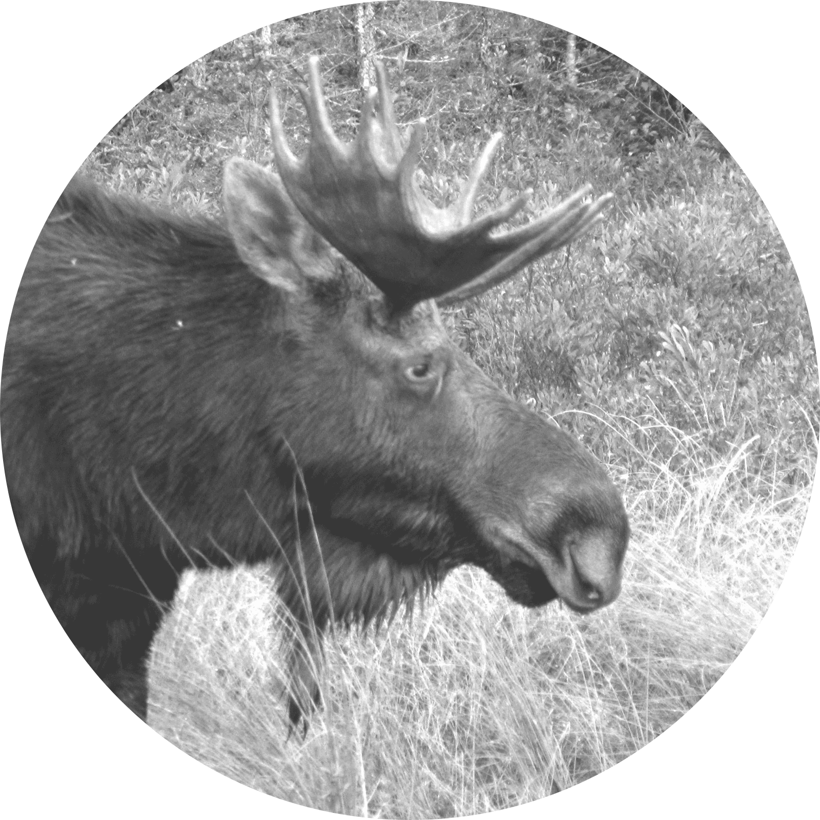sad_moose@2x.png