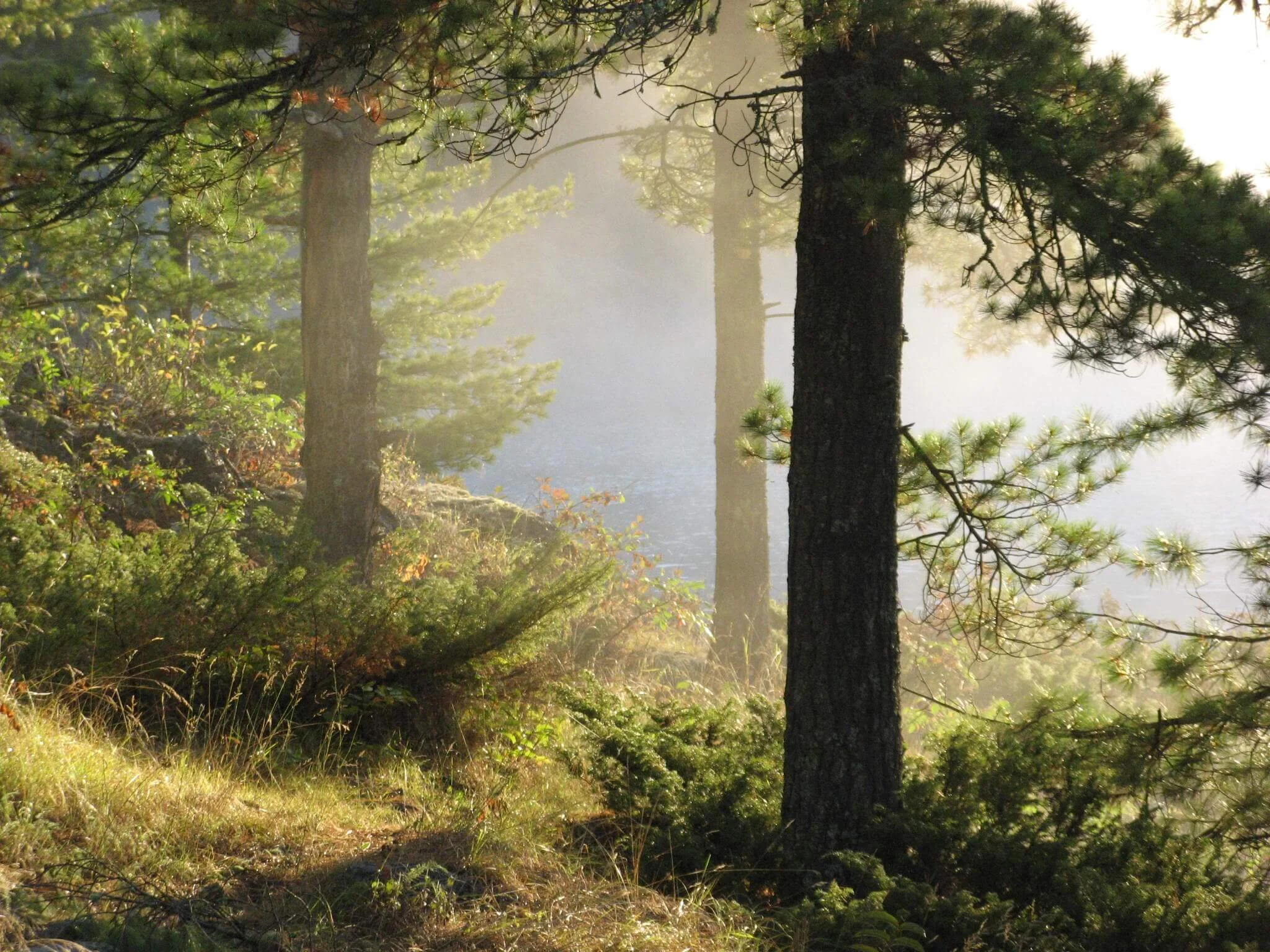 The Wilderness in a Time of Crisis