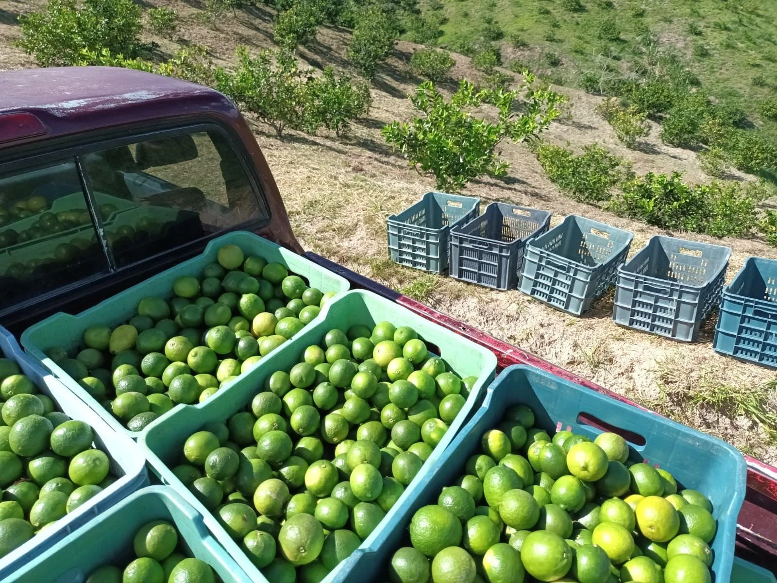 Food for Progress Trade Safe (TraSa) Project Midterm Evaluation Report [Download Report]