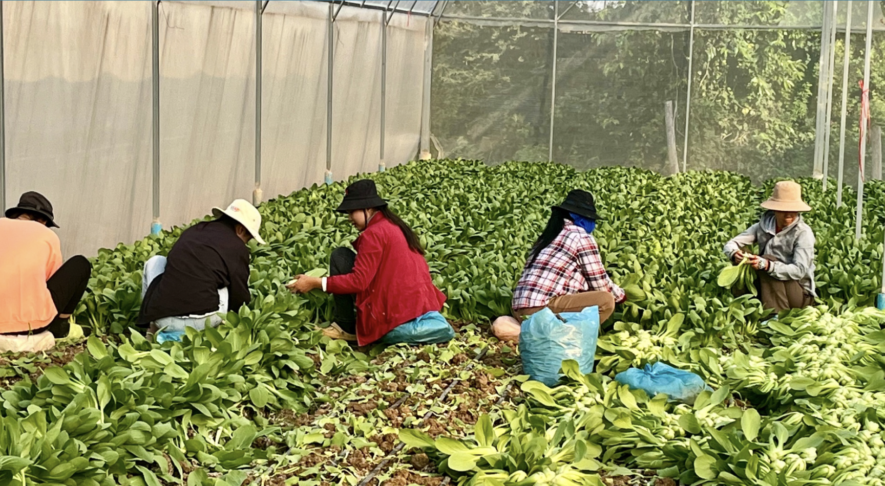 Feed the Future Cambodia Harvest II Activity Final Evaluation Report