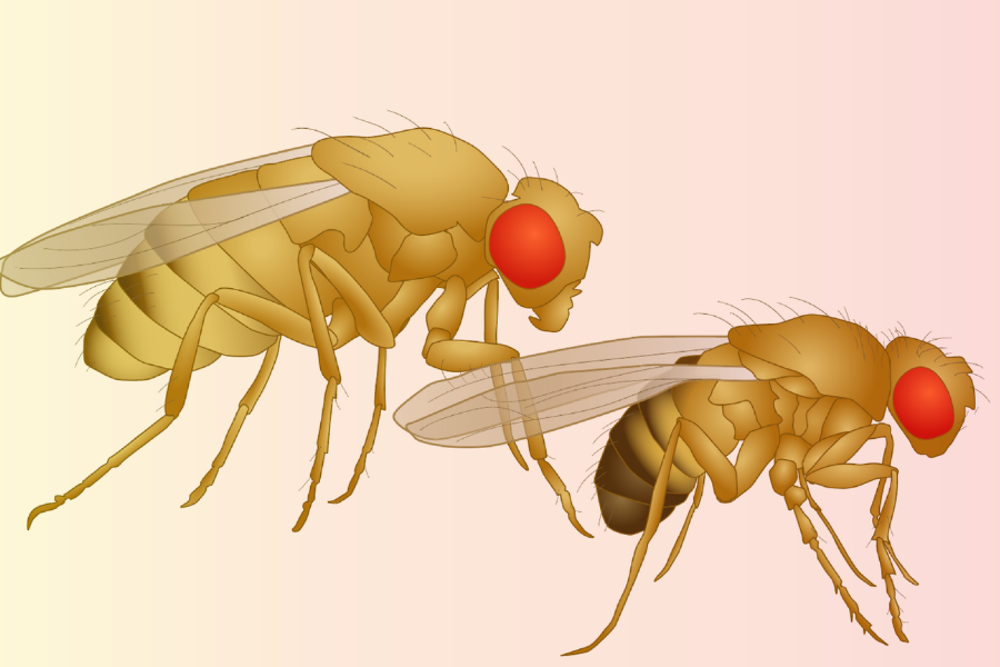 New Method Preserves Viable Fruit Fly Embryos in Liquid Nitrogen