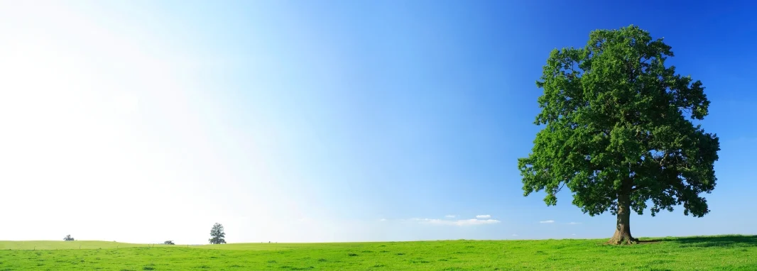 iStock_000002915284Small.jpg