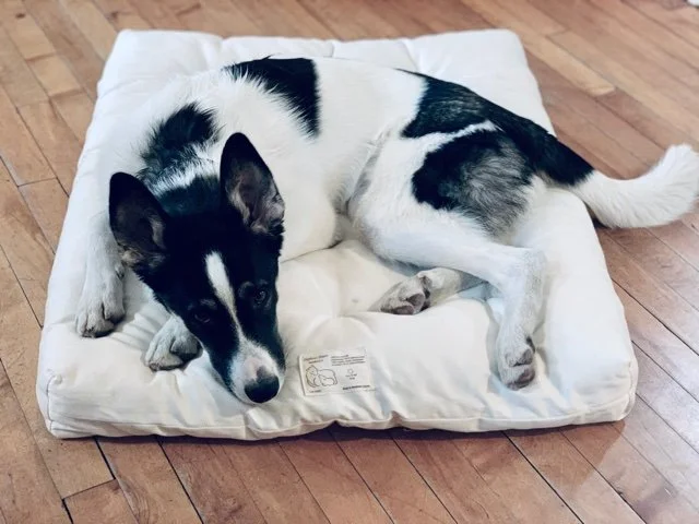 Rory_dog beg_cool.jpeg