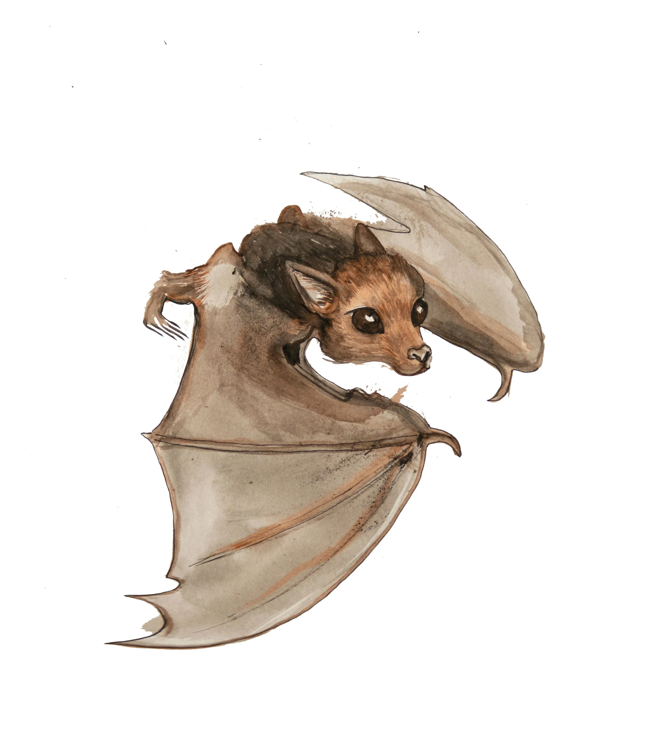 Baby Bat