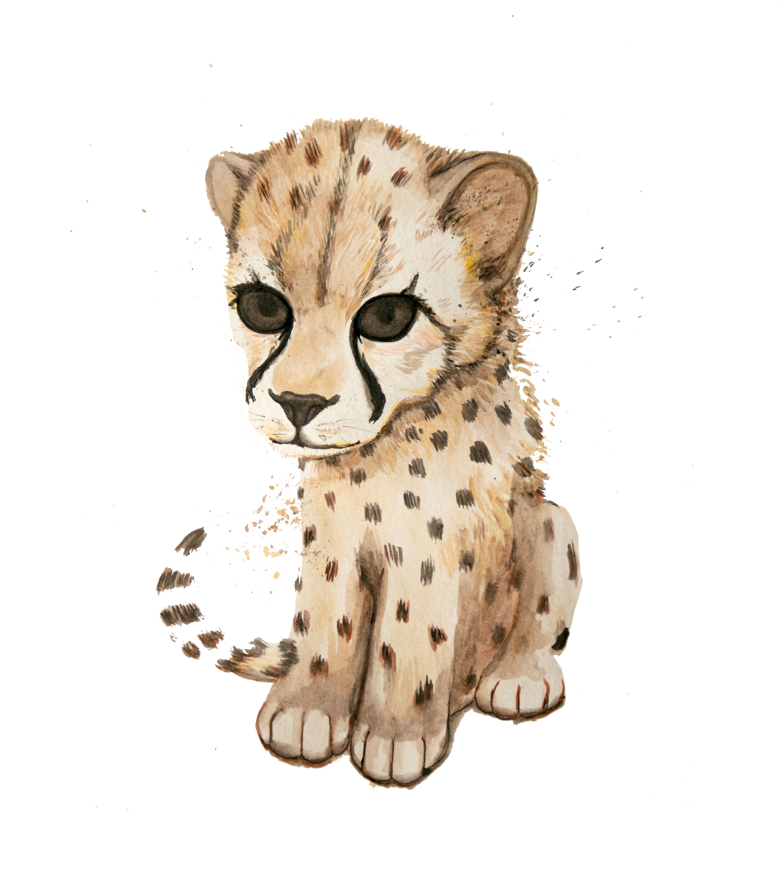 Baby Cheetah