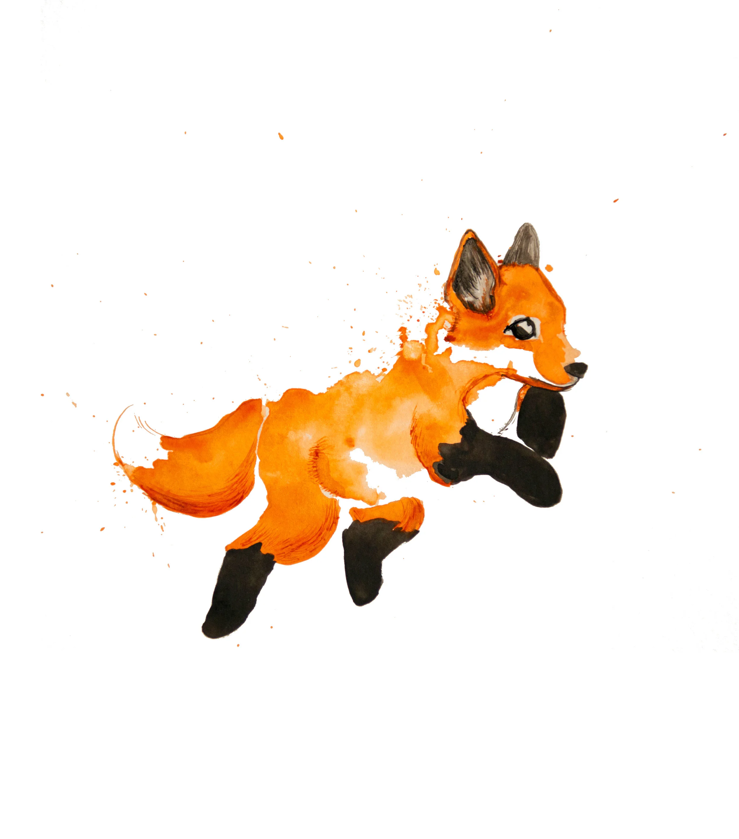 Baby Fox