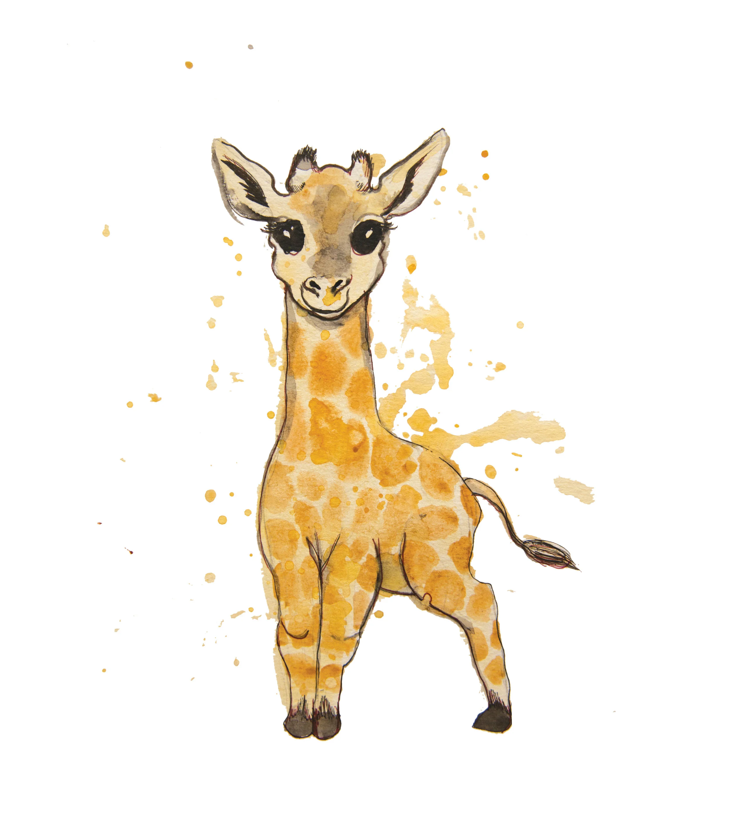 Baby Giraffe
