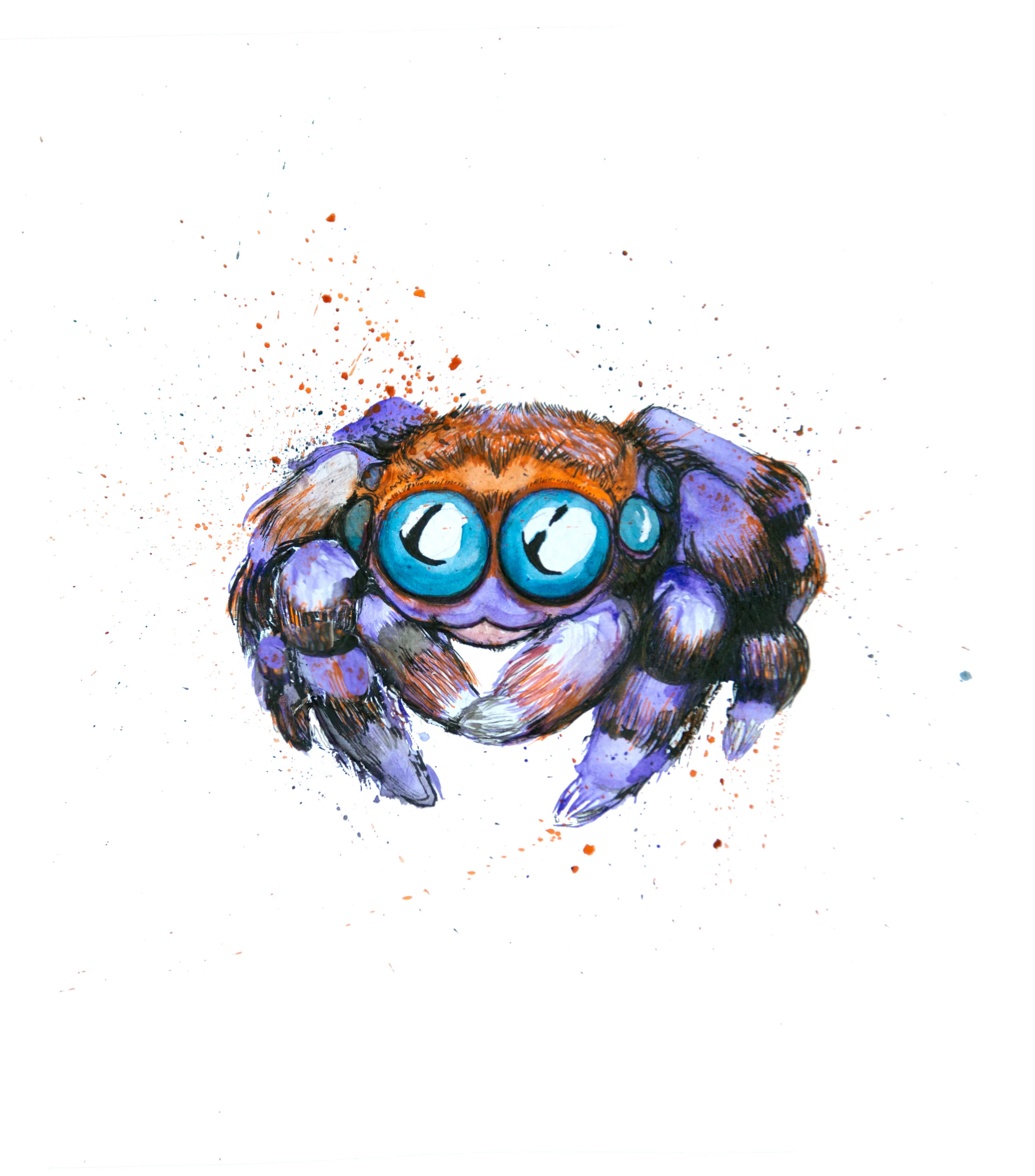 Baby Jumping Spider