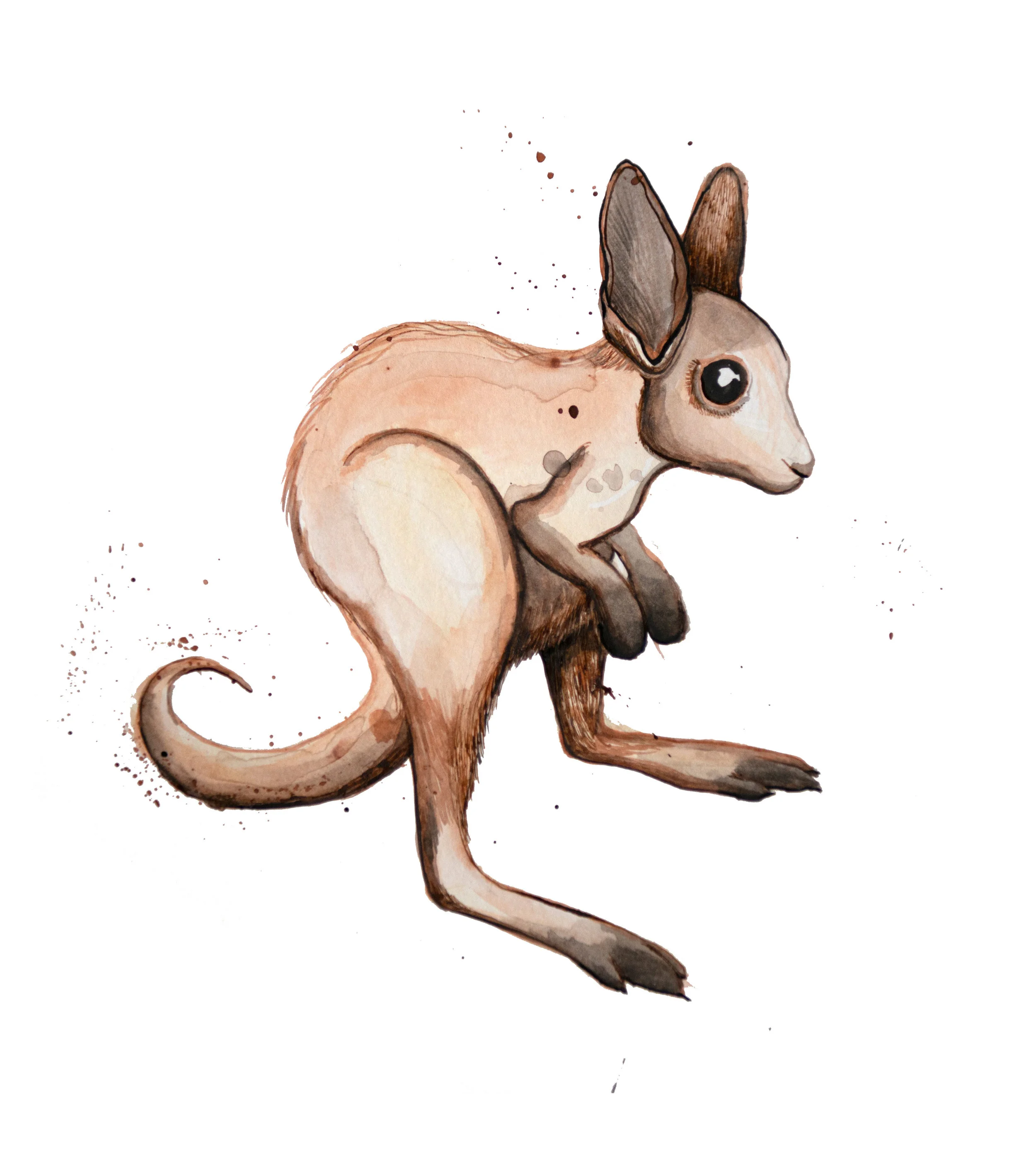 Baby Kangaroo