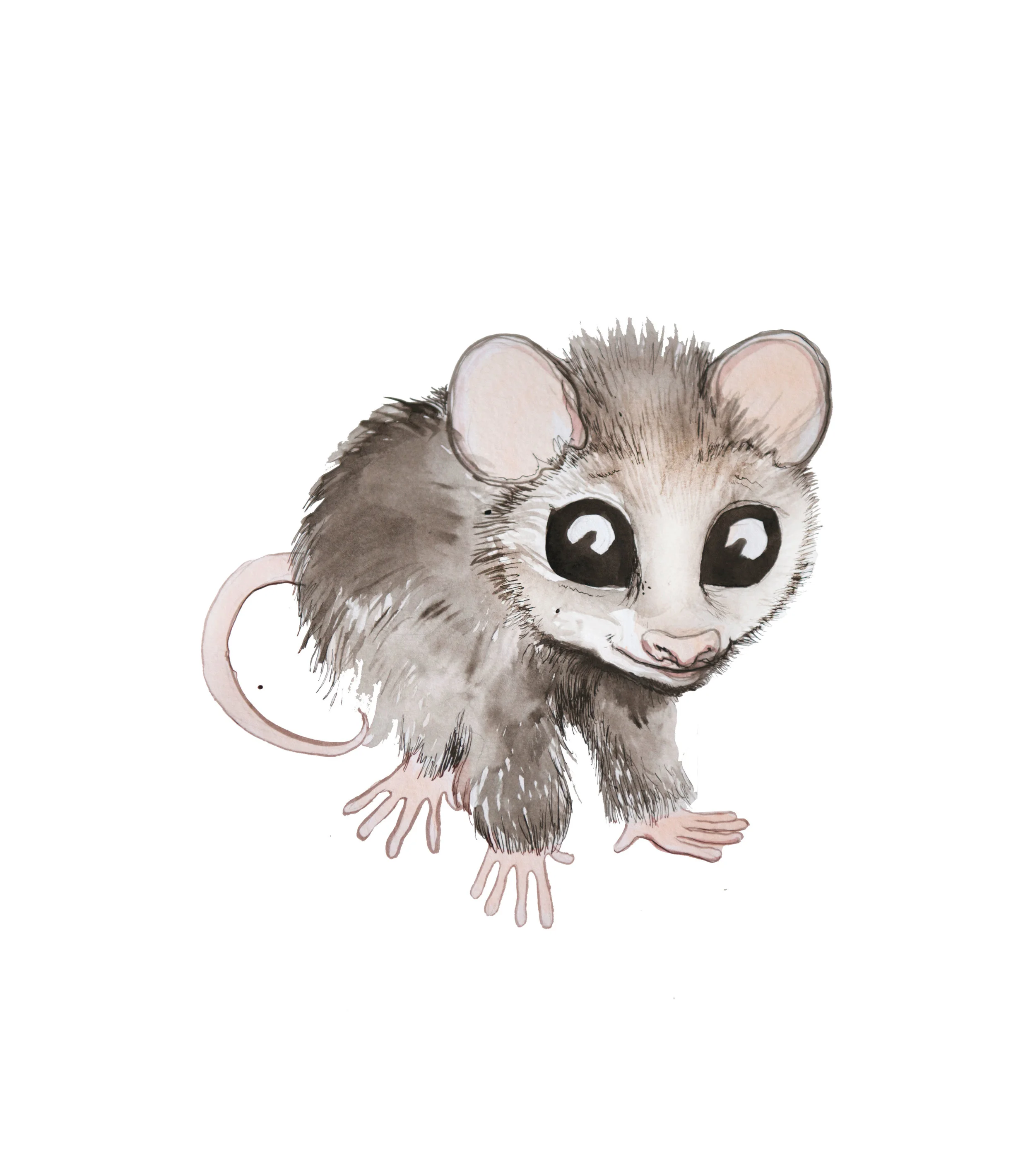 Baby Opossum