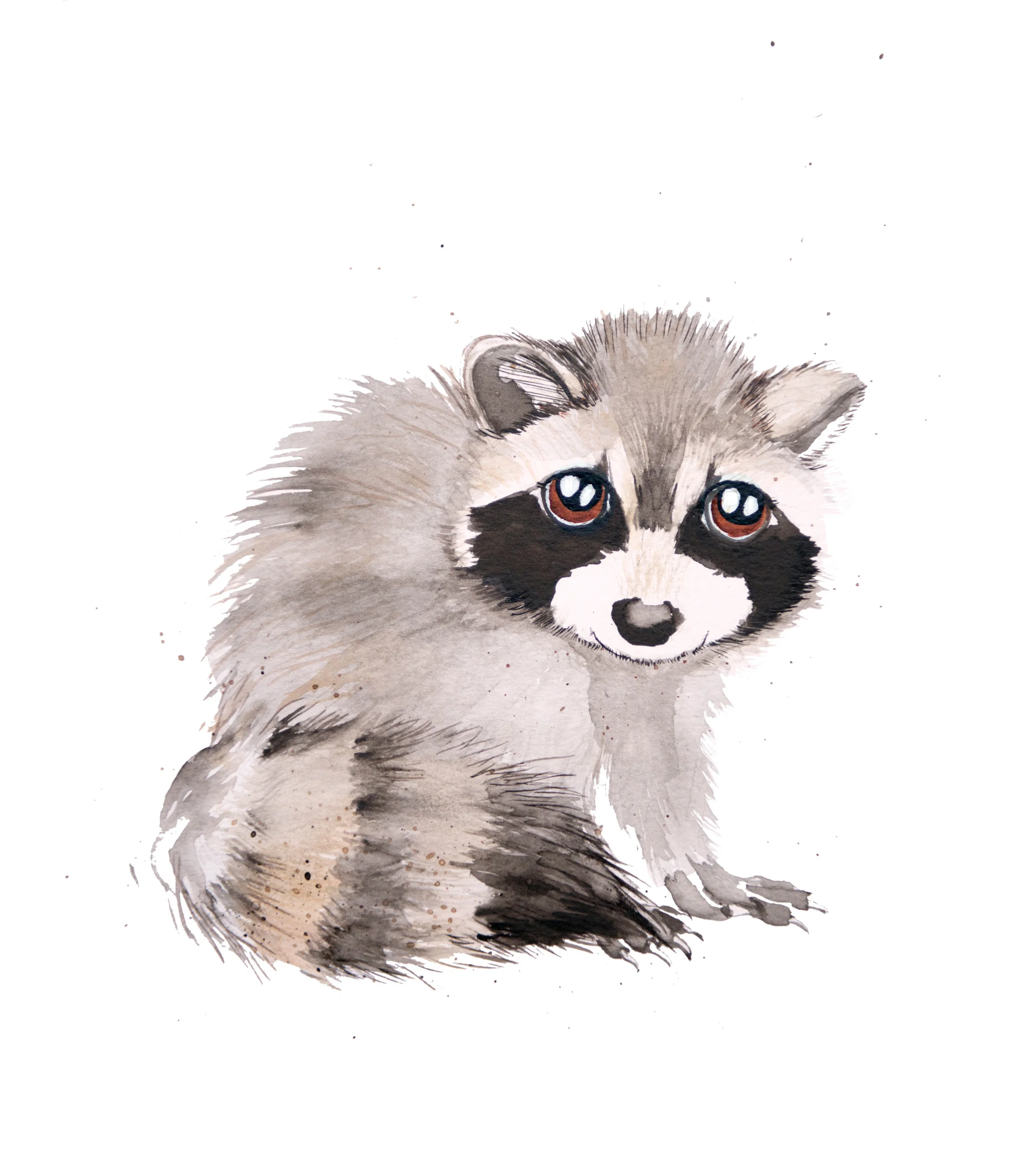 raccoon.jpg