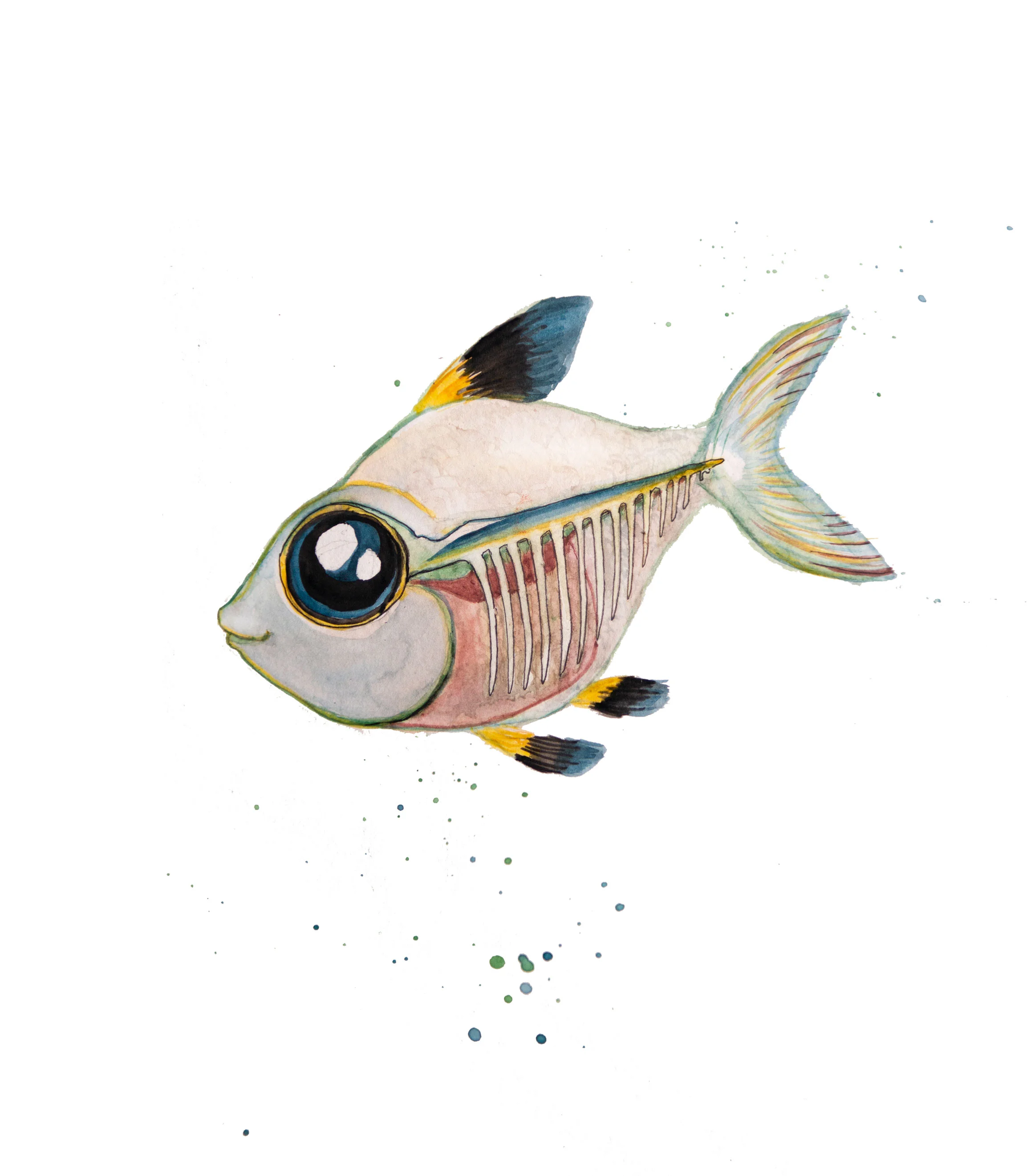 xray-tetra.jpg