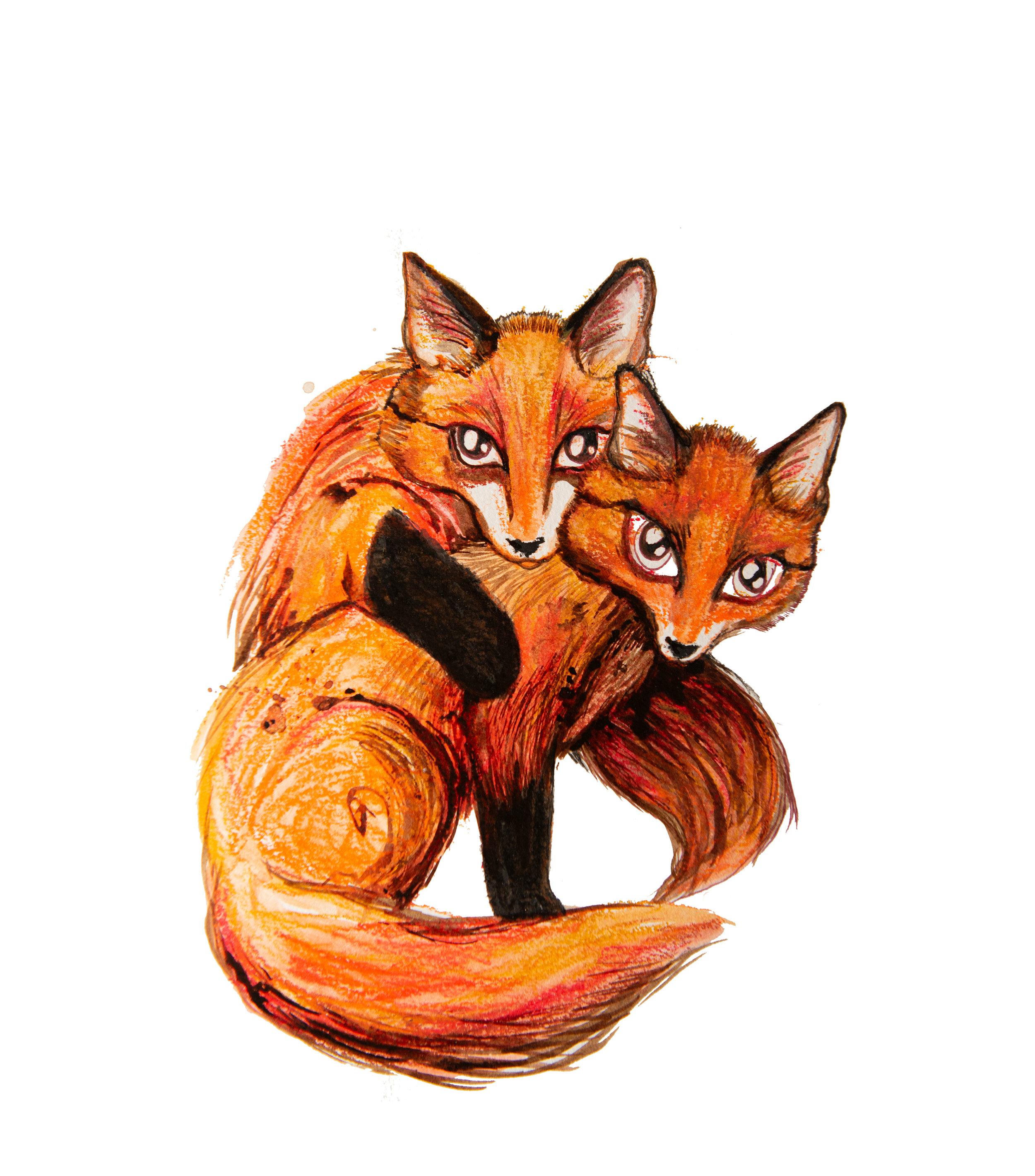fox-pairWEB.jpg