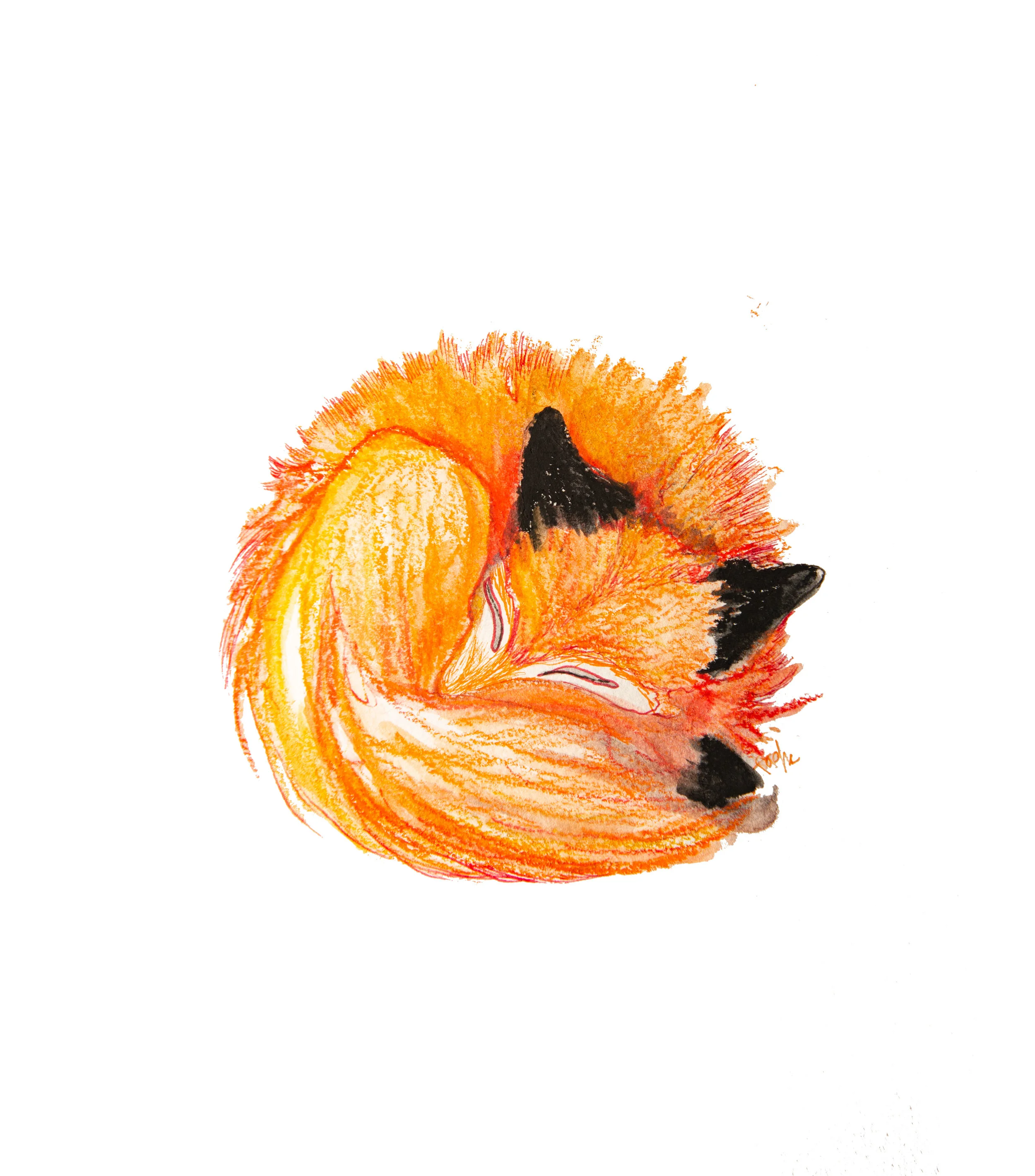 sleeping-foxWEB.jpg
