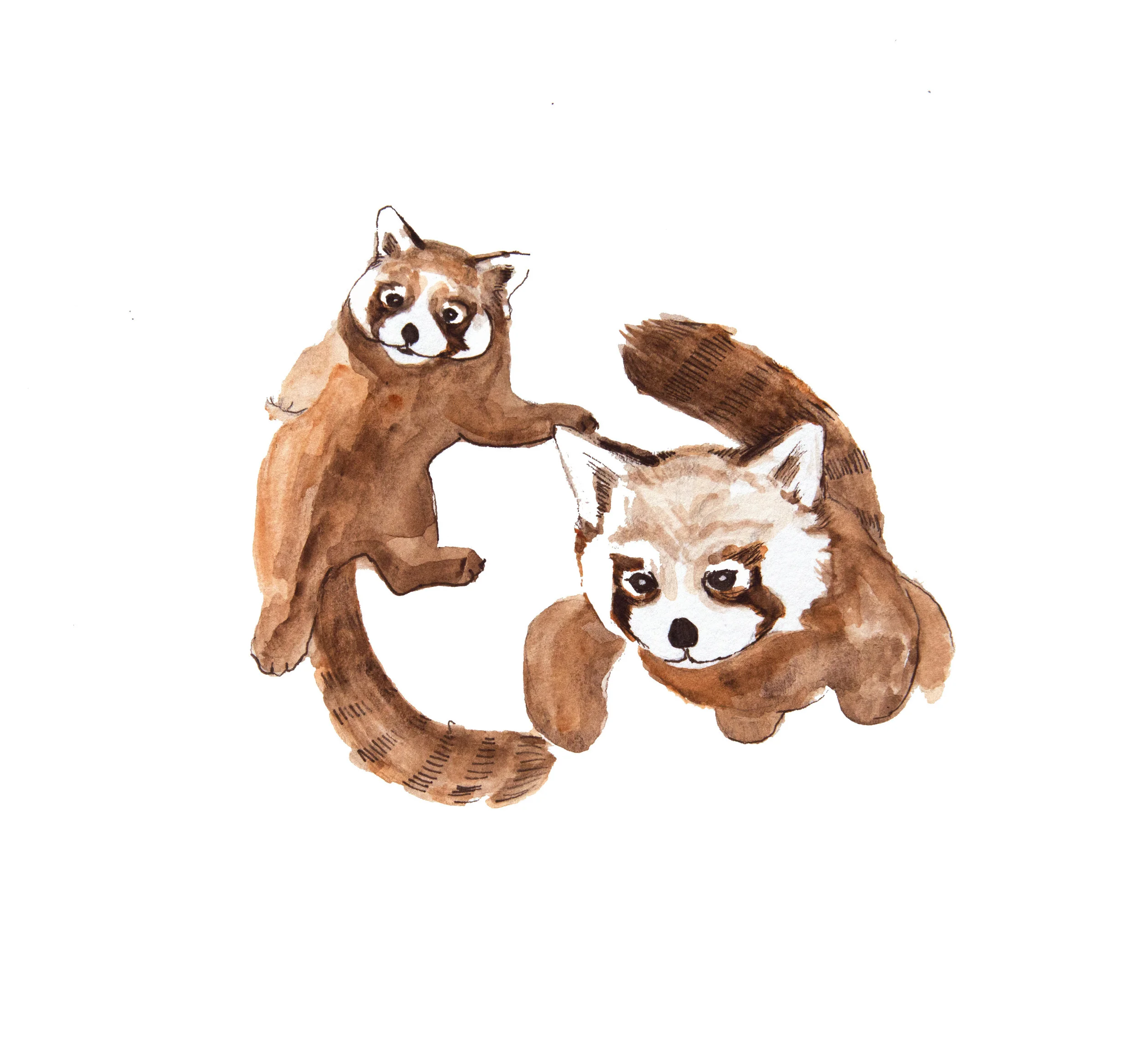 Red Pandas
