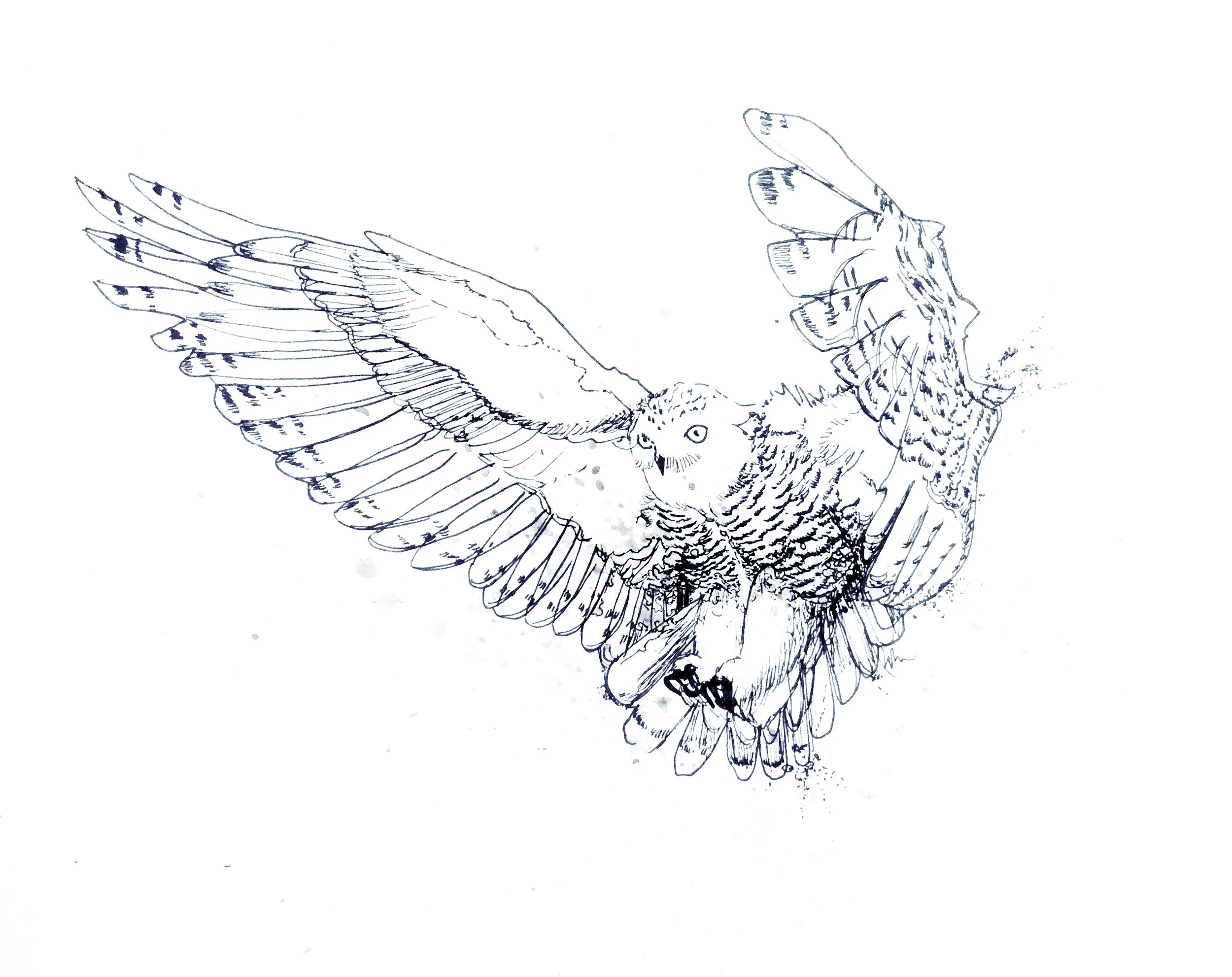 snowowl.jpg
