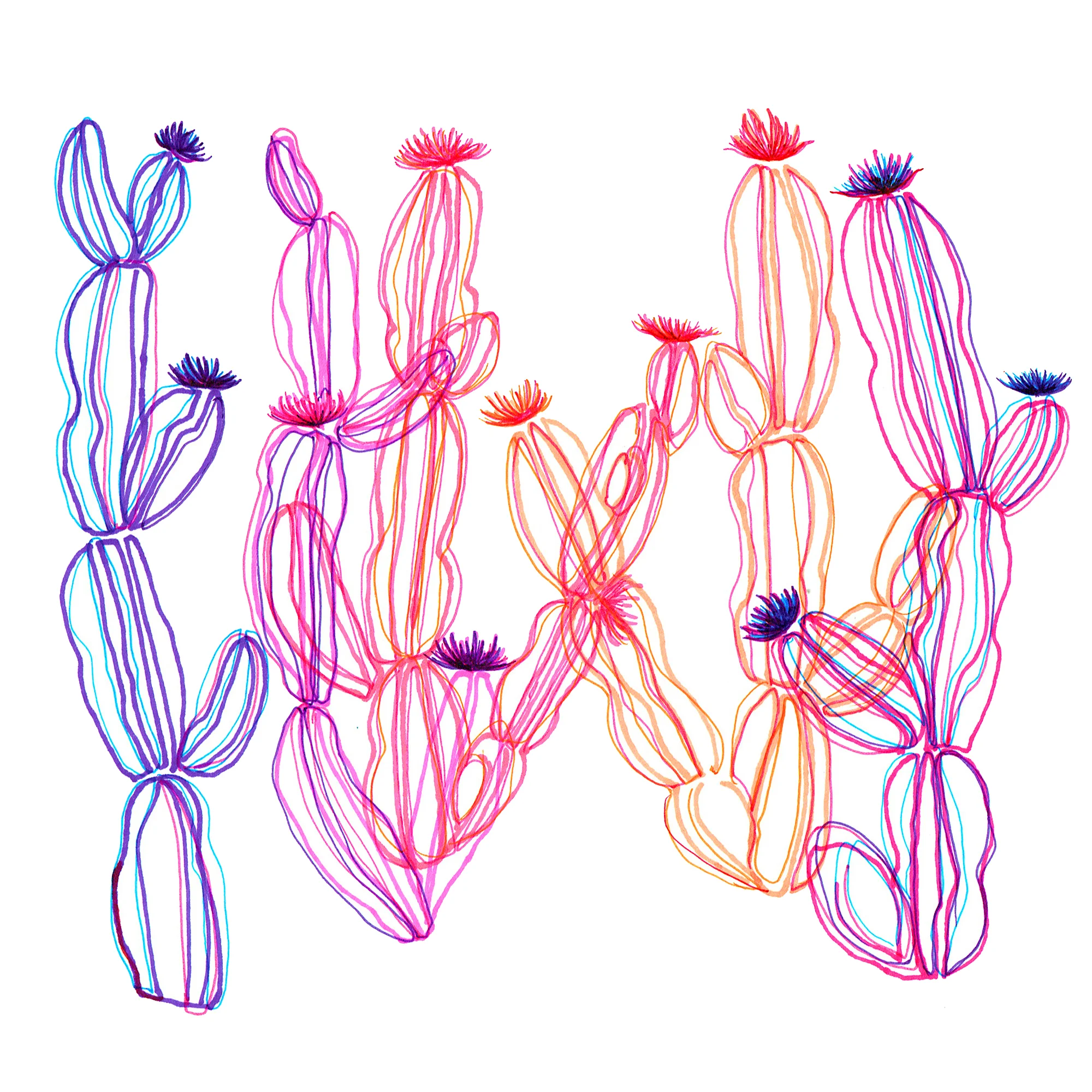 pinkcacti.jpg