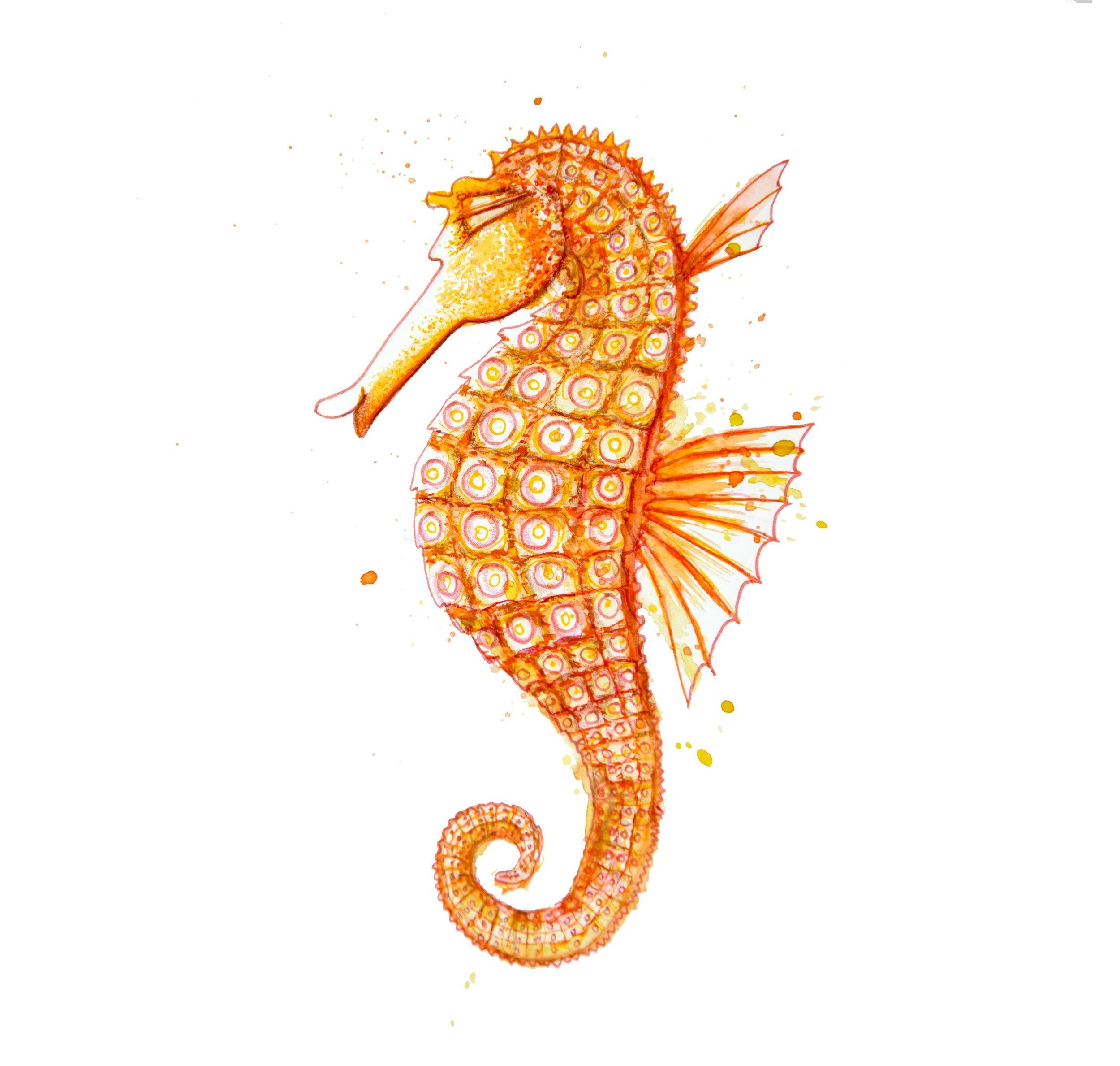 seahorse.jpg