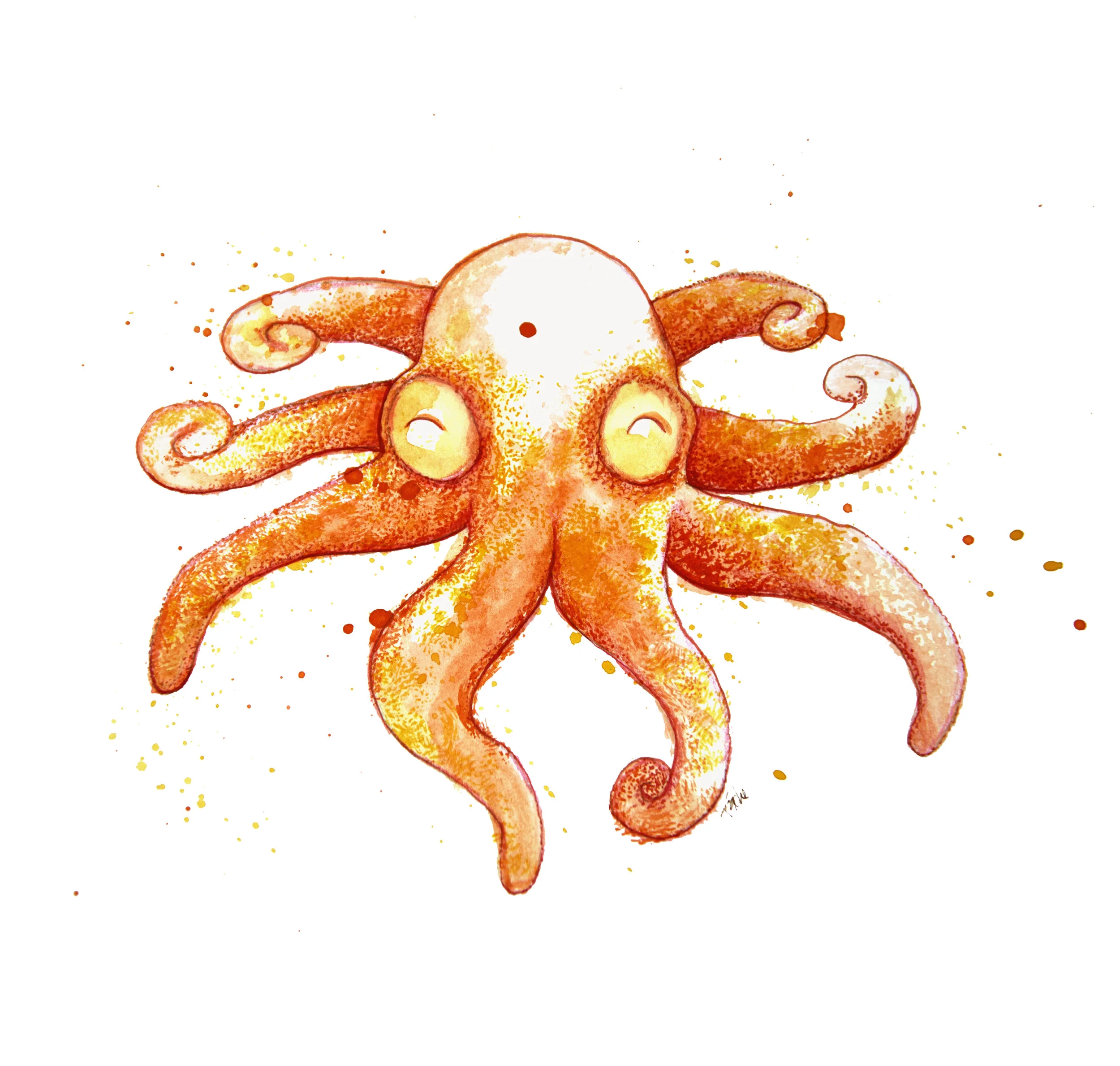 Baby Octopus