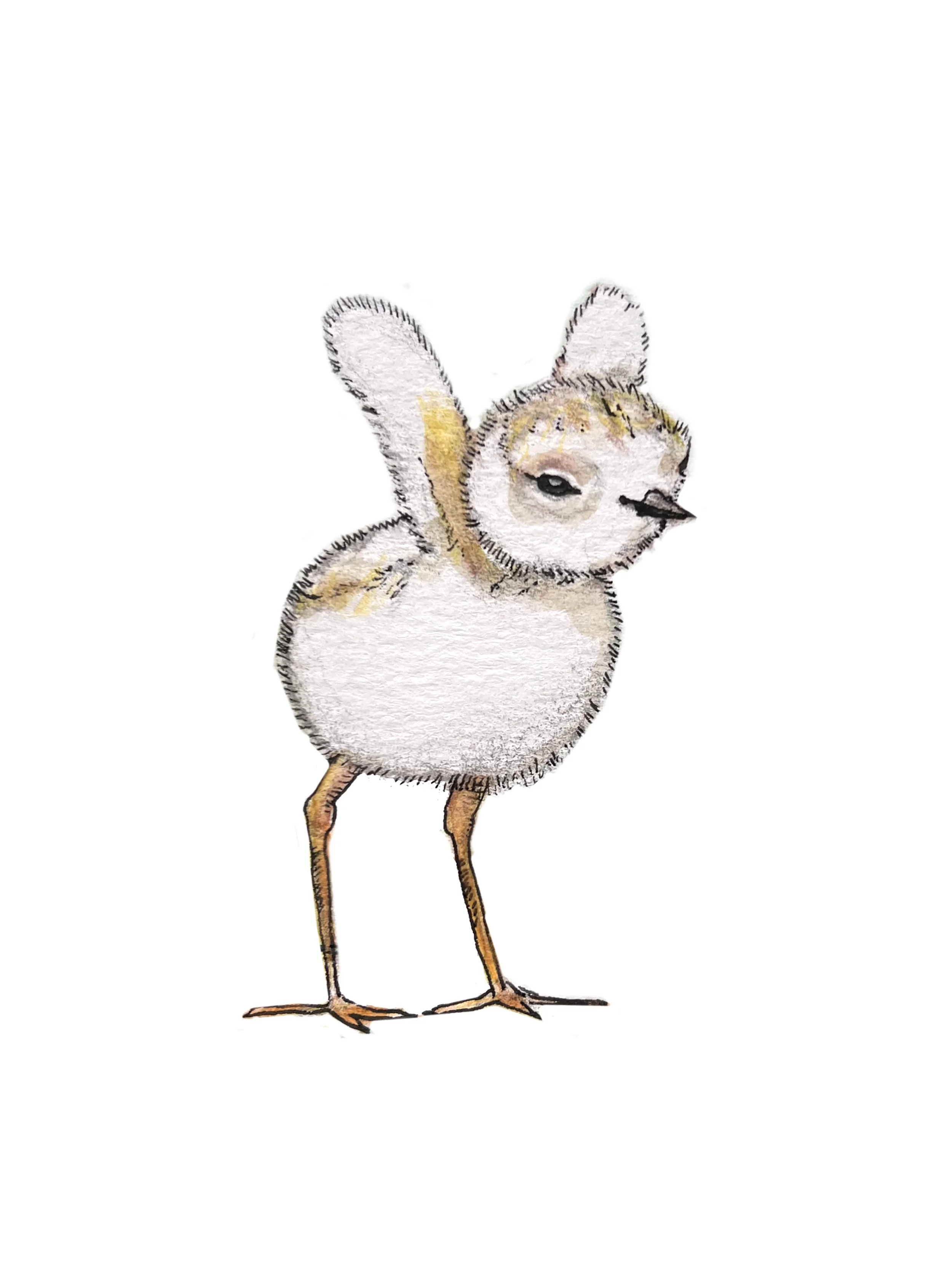 Baby Plover