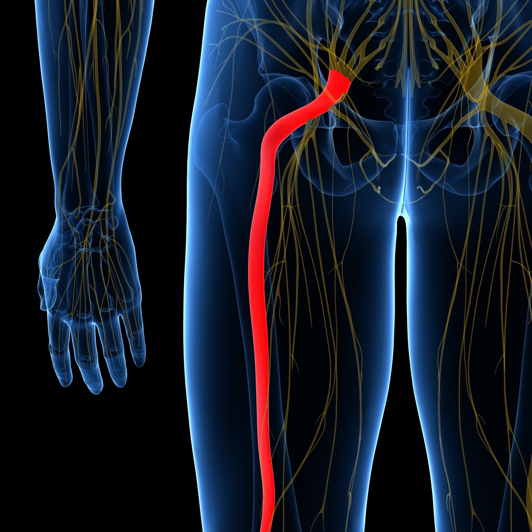 sciatic-nerve-dia.jpg