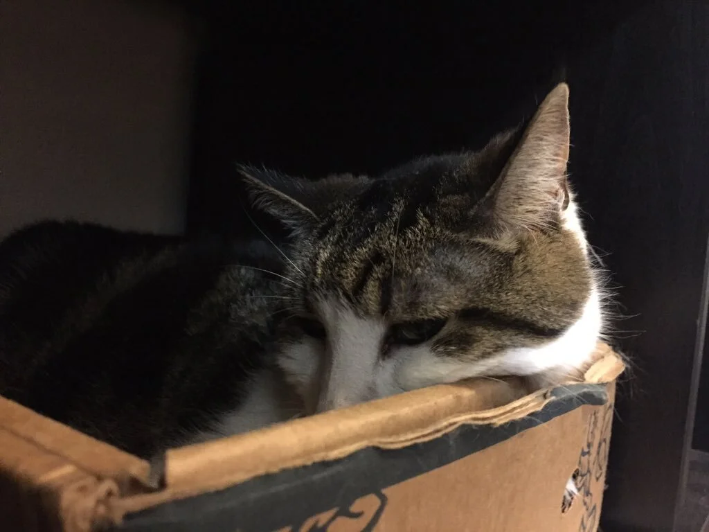 Why Cardbord Box Productions?