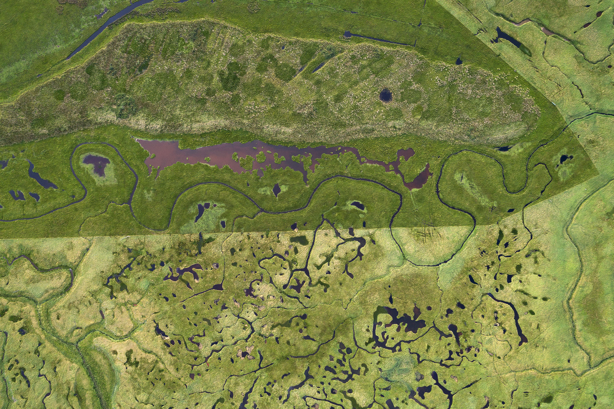 Coastal Salt Marsh