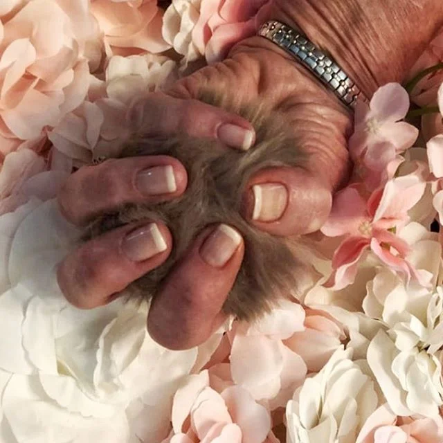 🌸 Classic &amp; Clsssy 🌸
You can't beat a French manicure for that year round, perfectly polished look! 
Jessica Geleration manicure on my lovely client yesterday.