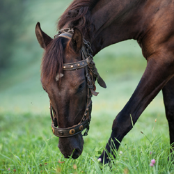 Turmeric for Horses: What Trainers Should Know