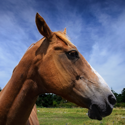 Calming Supplements for Horses
