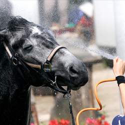 Electrolyte Balance for Horses