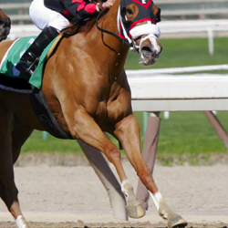  BCAAs for Horses: How Branched-Chain Amino Acids Support Equine Performance