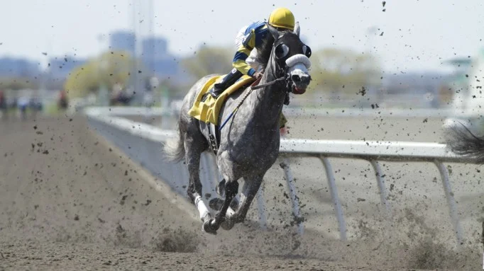 Herbs for Respiratory Support in Horses