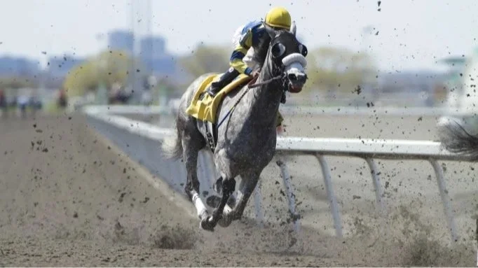 Herbs for Respiratory Support in Horses