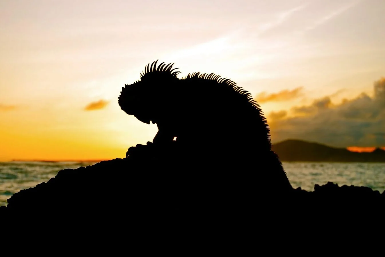 IguanaSunset.jpg