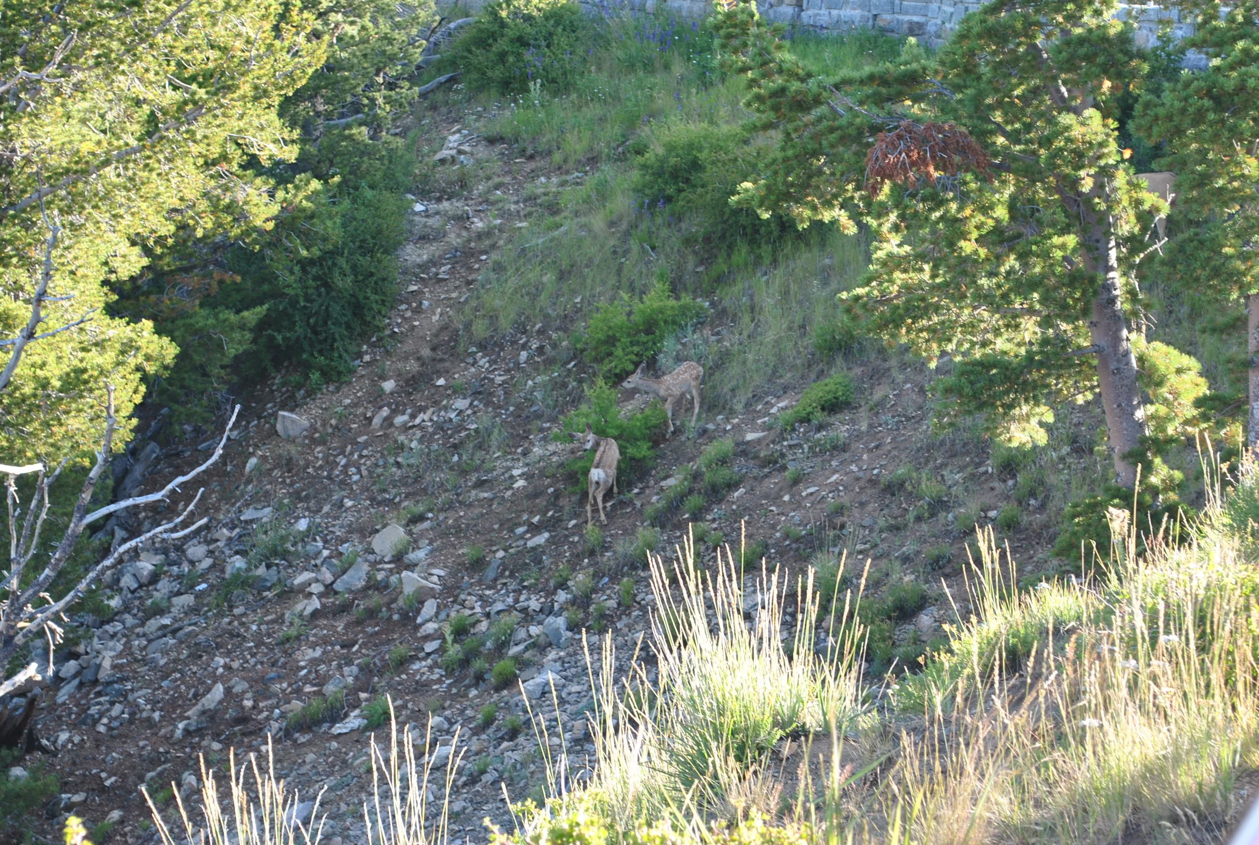 DSC_6450.JPG