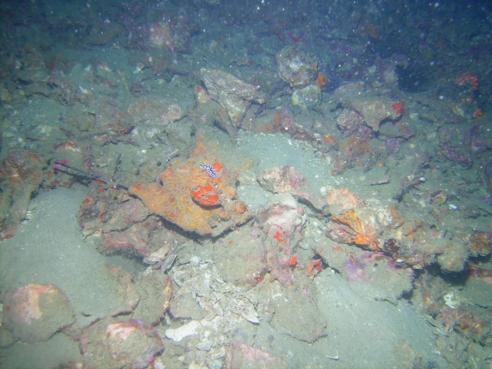 PICT0003.JPG