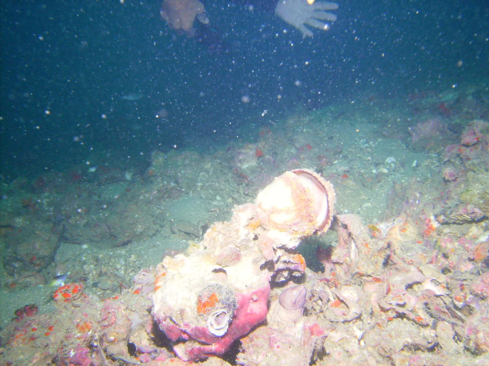PICT0004.JPG