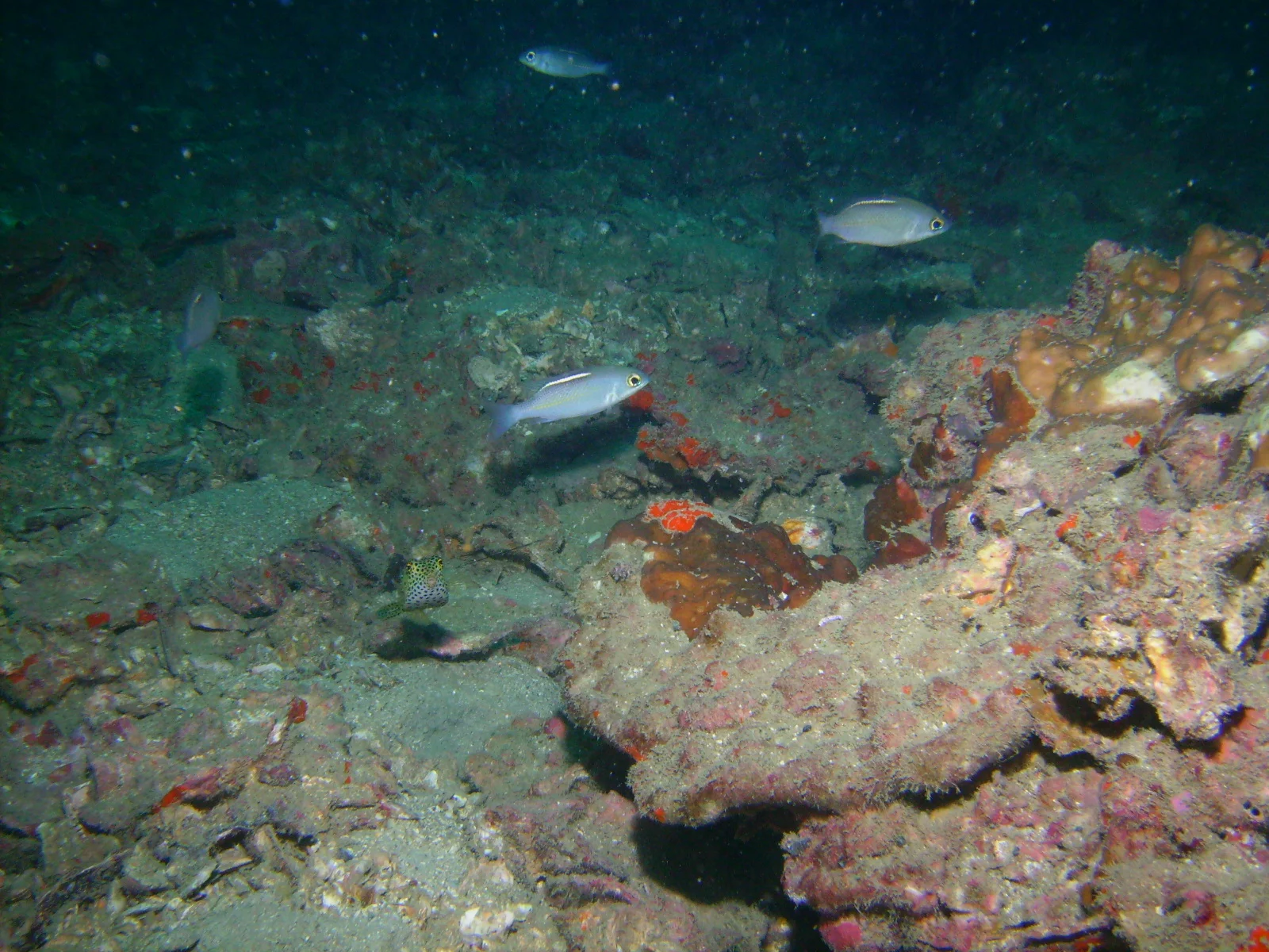 PICT0009.JPG