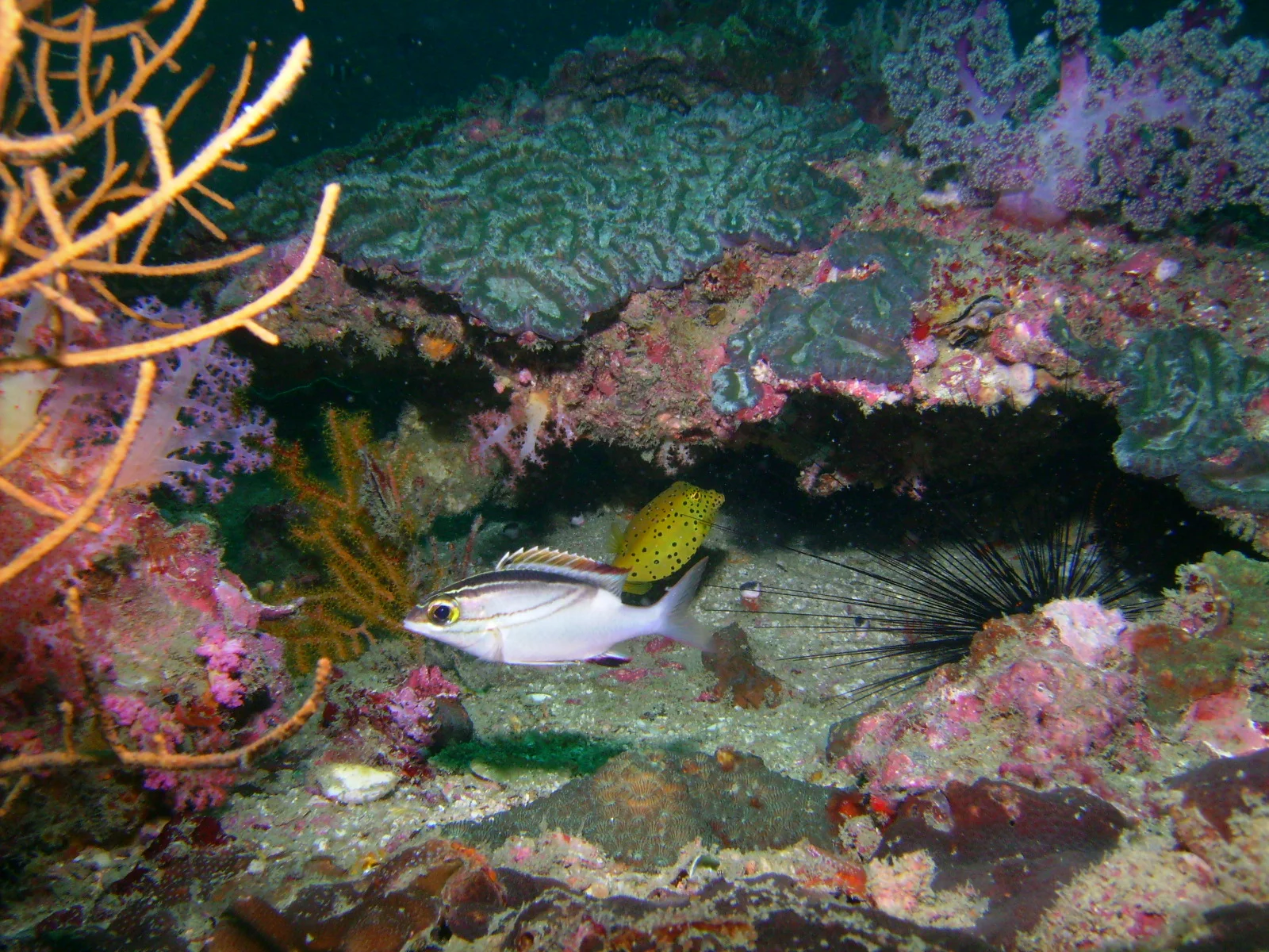PICT0019.JPG