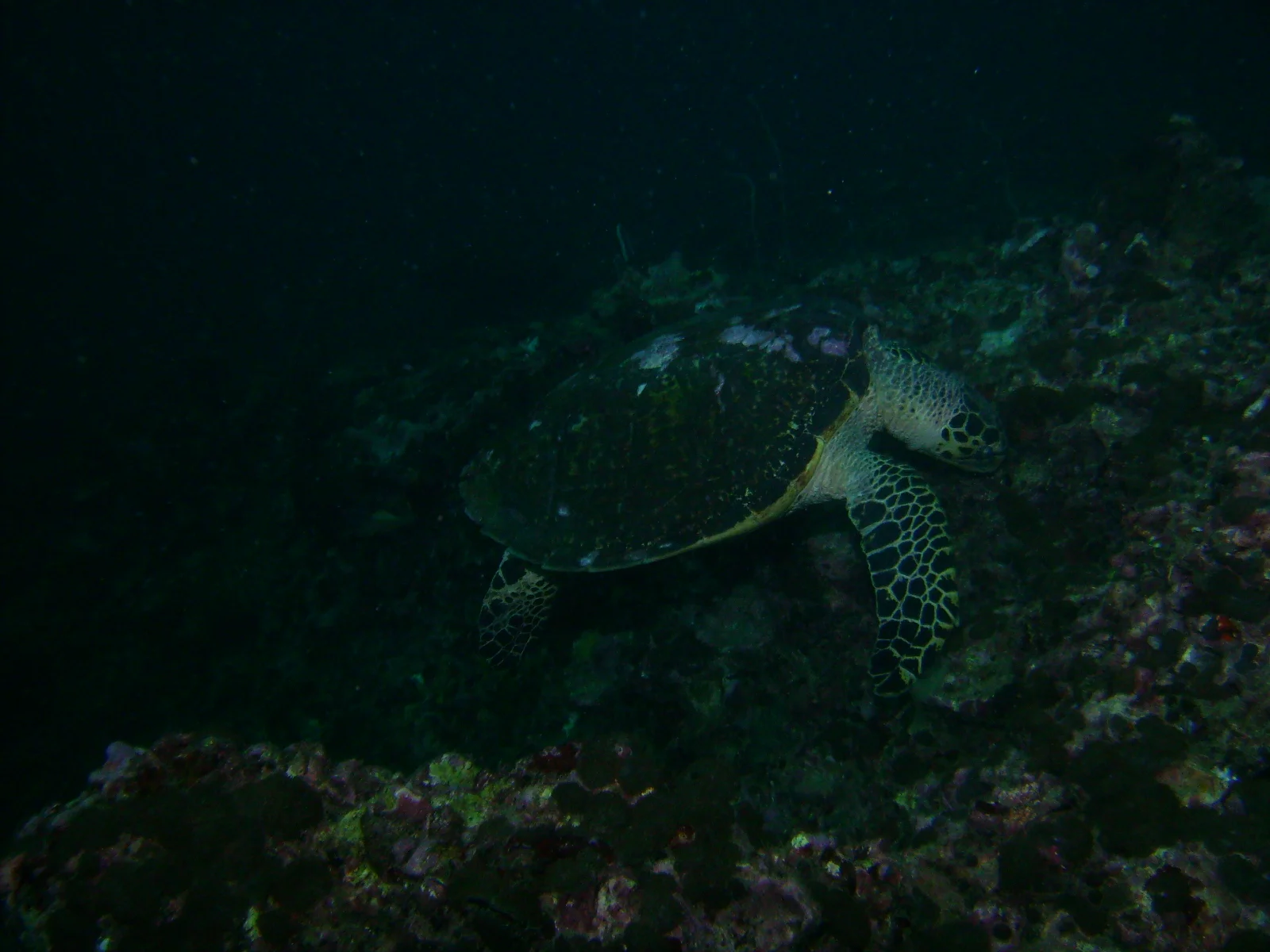 PICT0048.JPG