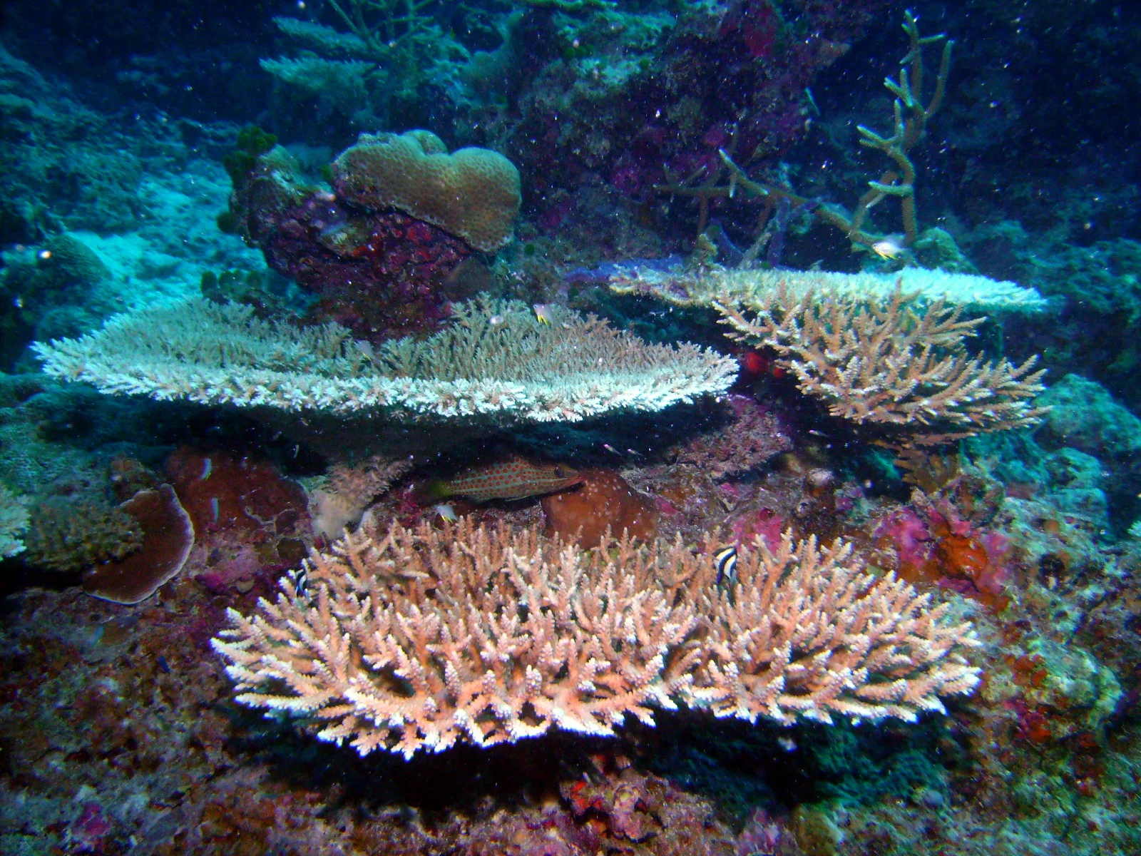 PICT0009.JPG