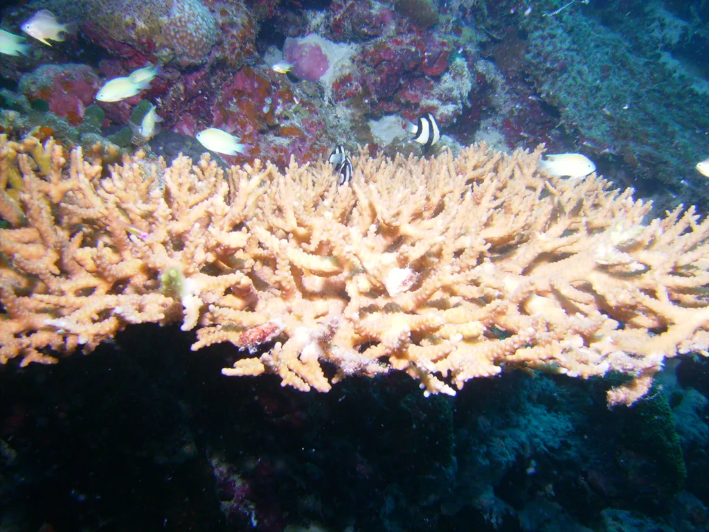 PICT0018.JPG