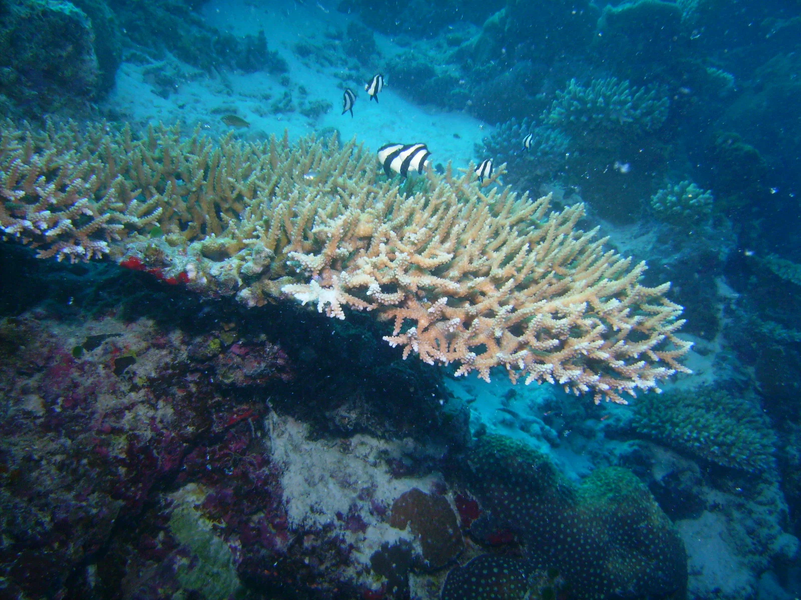 PICT0035.JPG